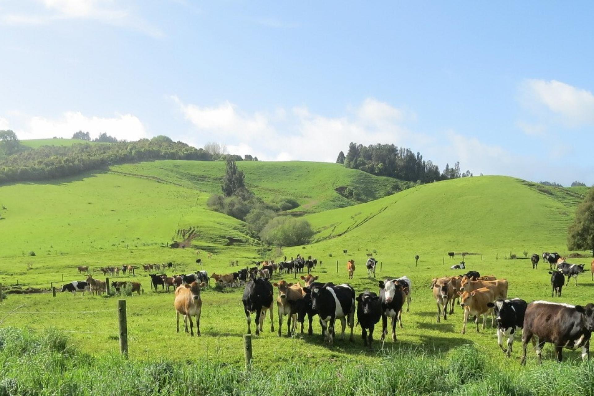 48 Barber Road, Otewa