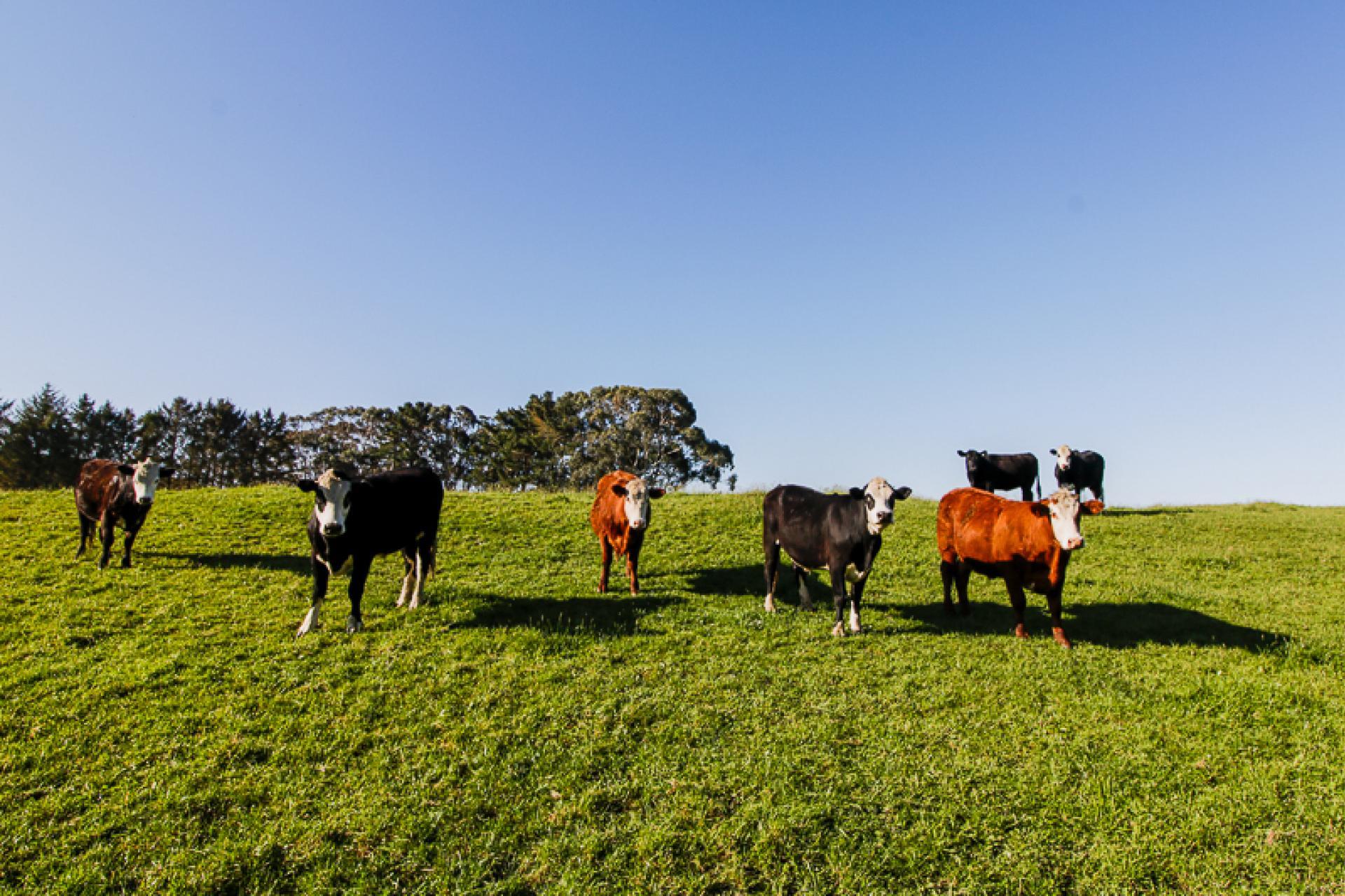 616 Muhunoa Road, Ohau
