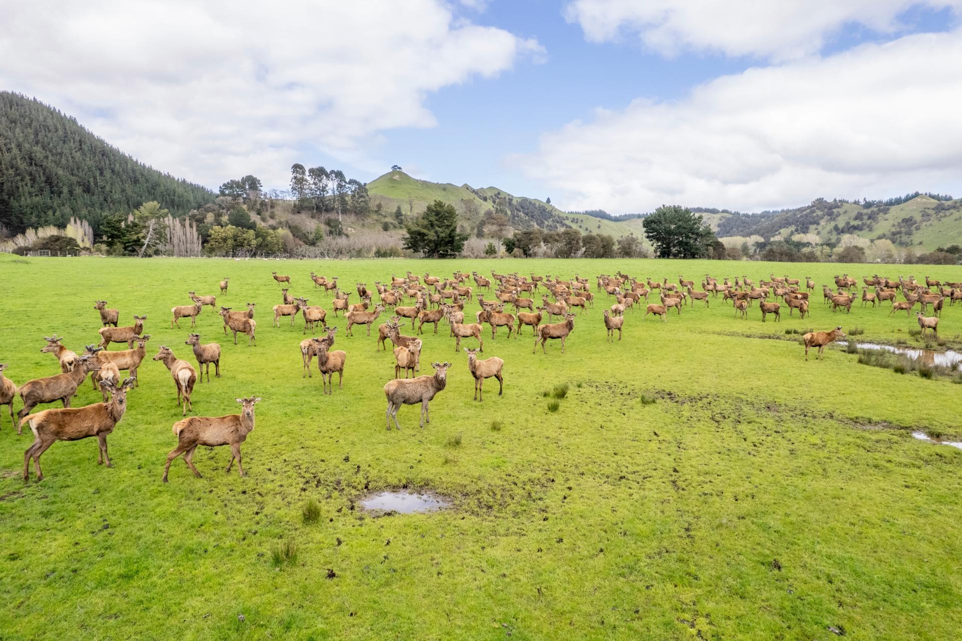 1471 Mangamahu Road, Mangamahu