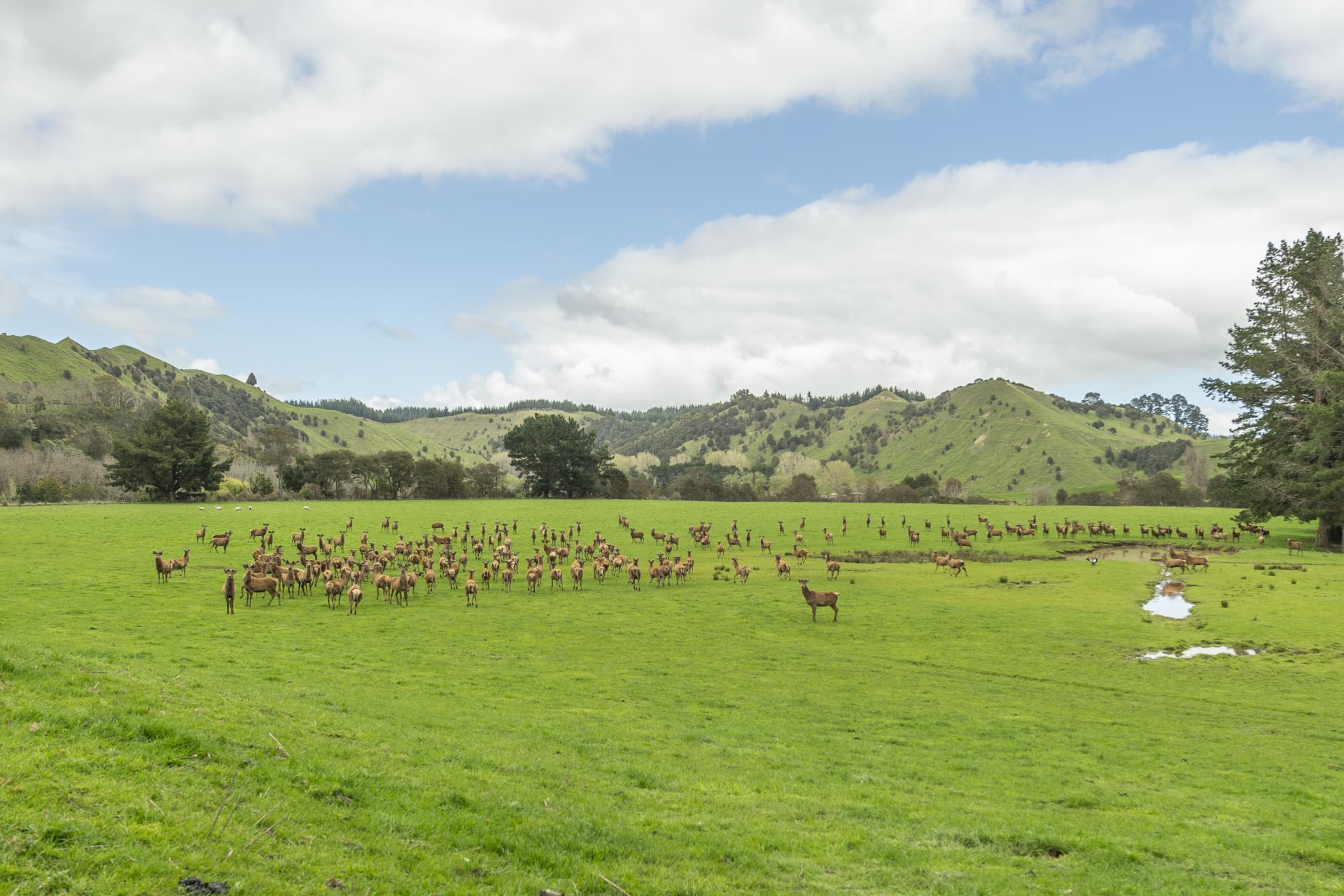 1471 Mangamahu Road, Mangamahu