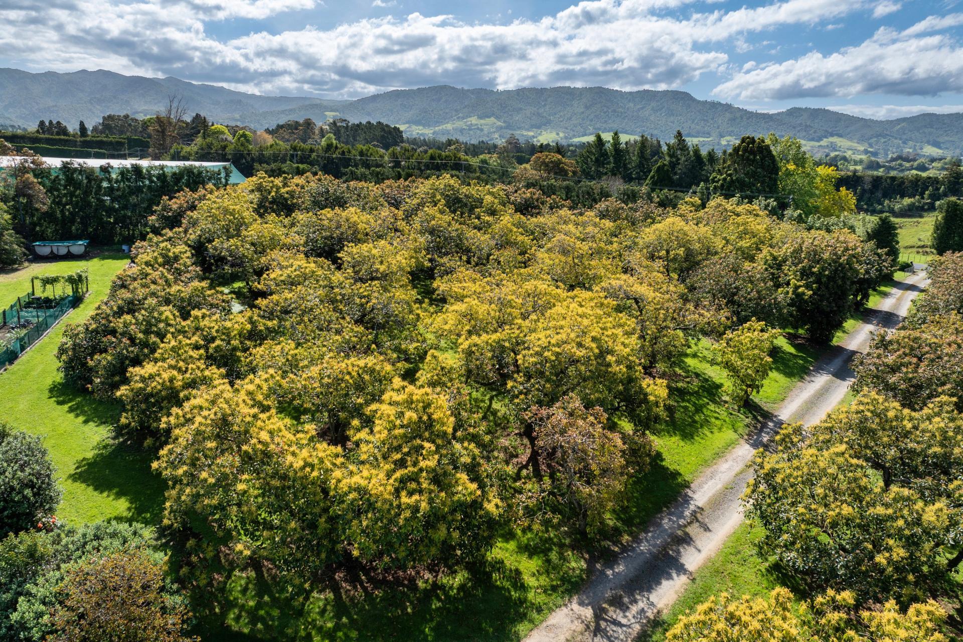 85 Wharawhara Road, Katikati