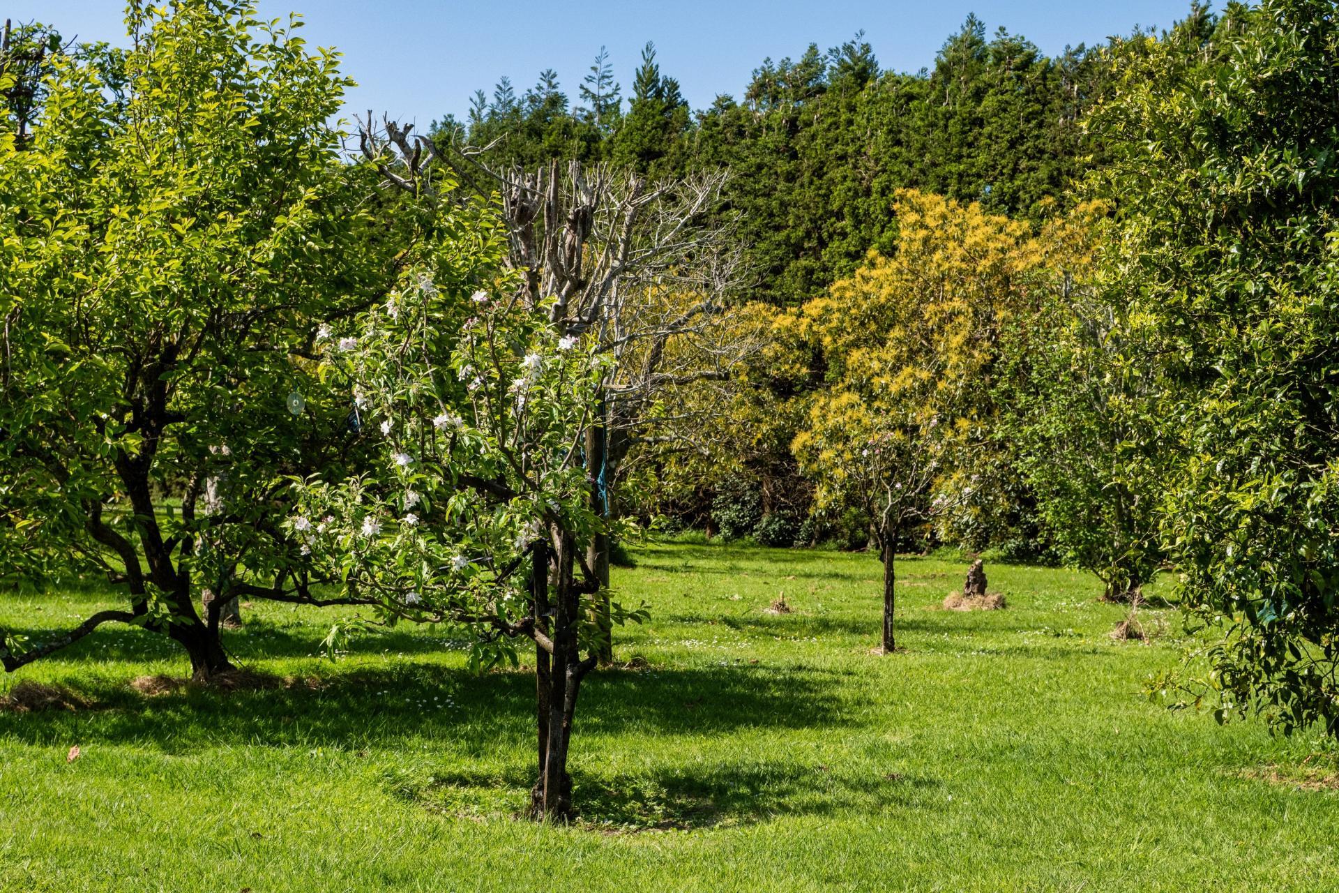 85 Wharawhara Road, Katikati