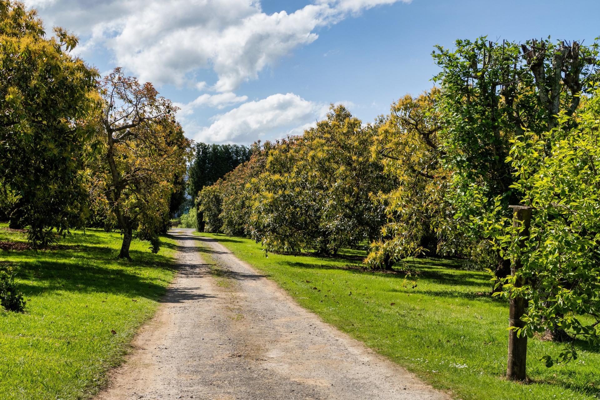 85 Wharawhara Road, Katikati