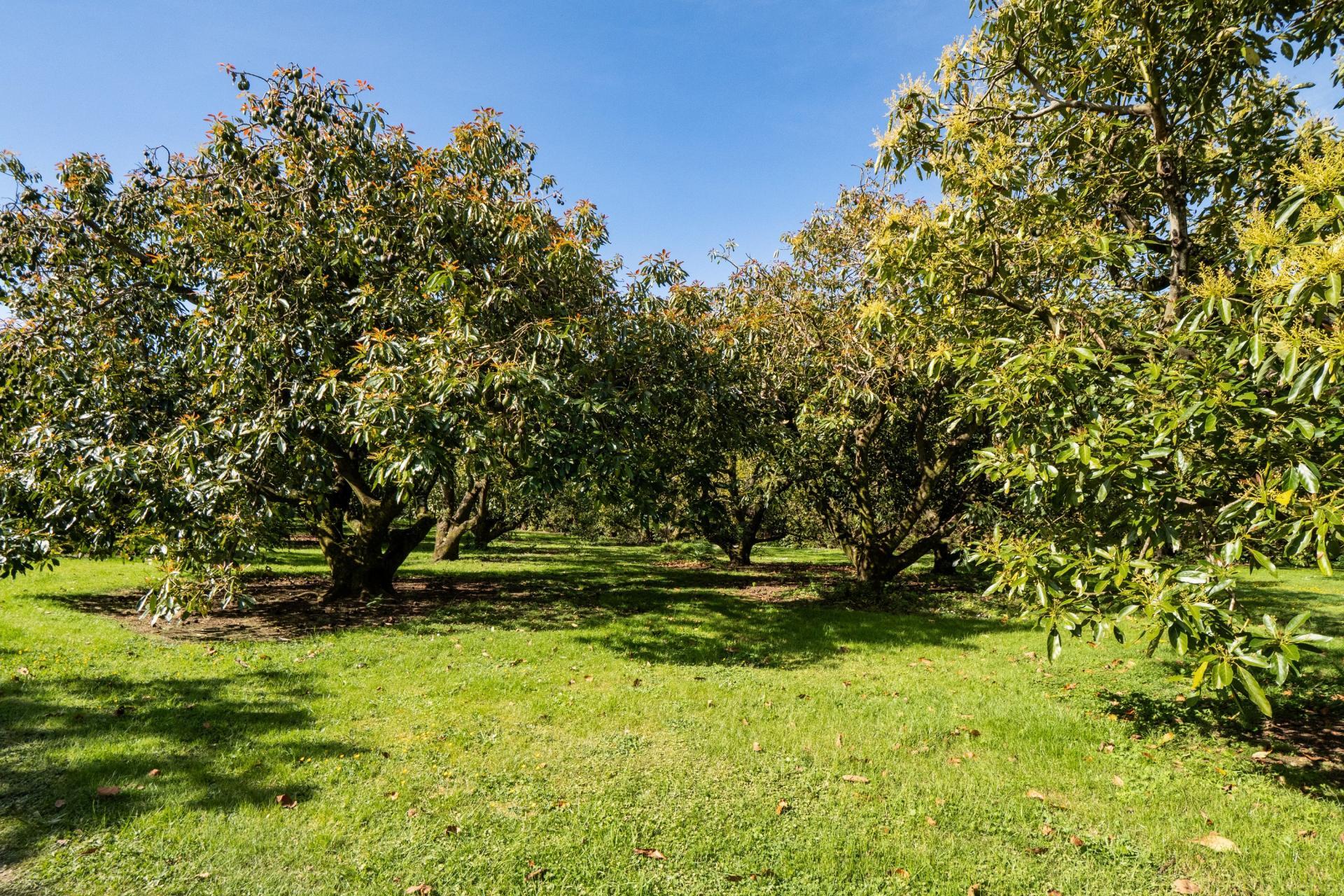 85 Wharawhara Road, Katikati
