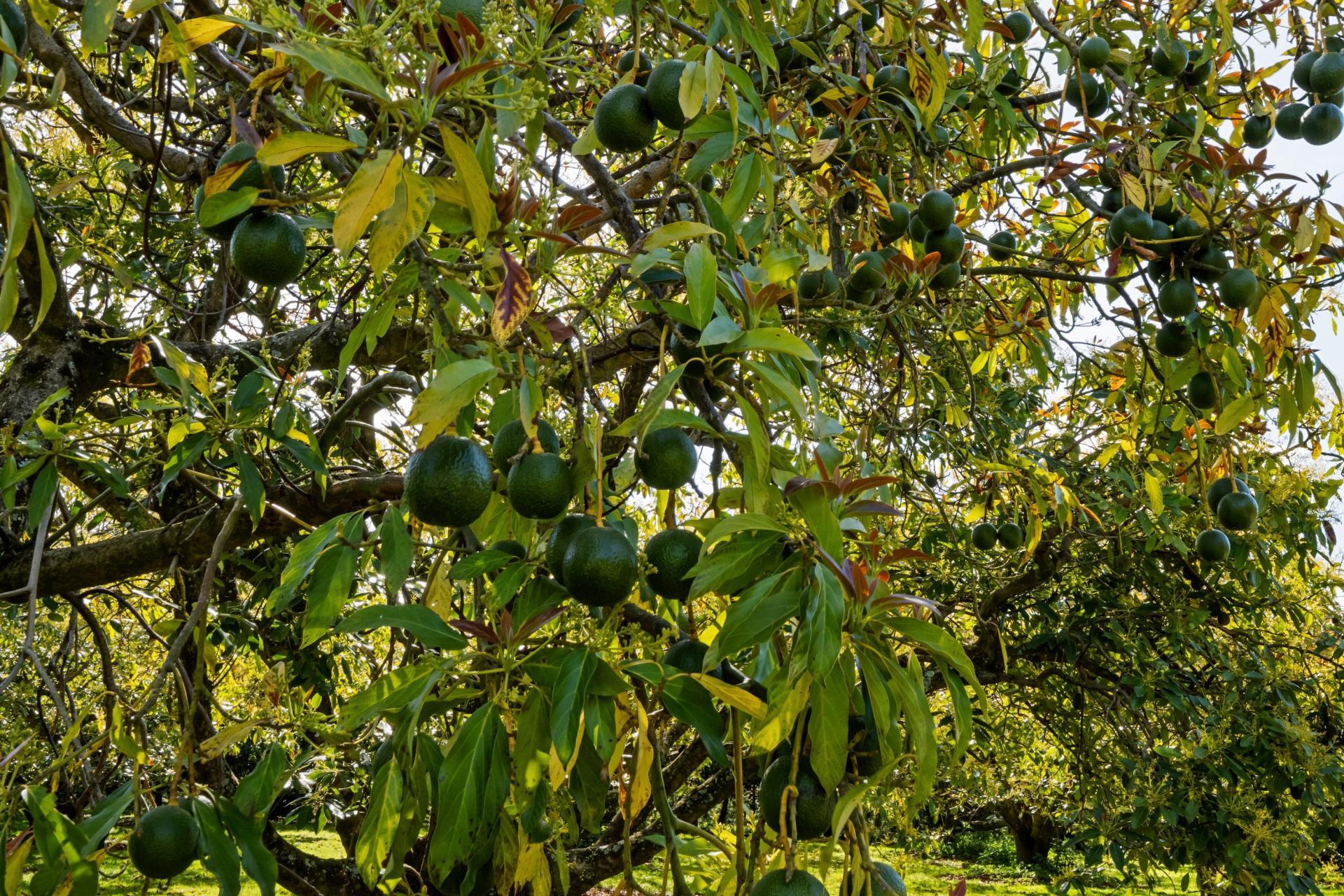 85 Wharawhara Road, Katikati