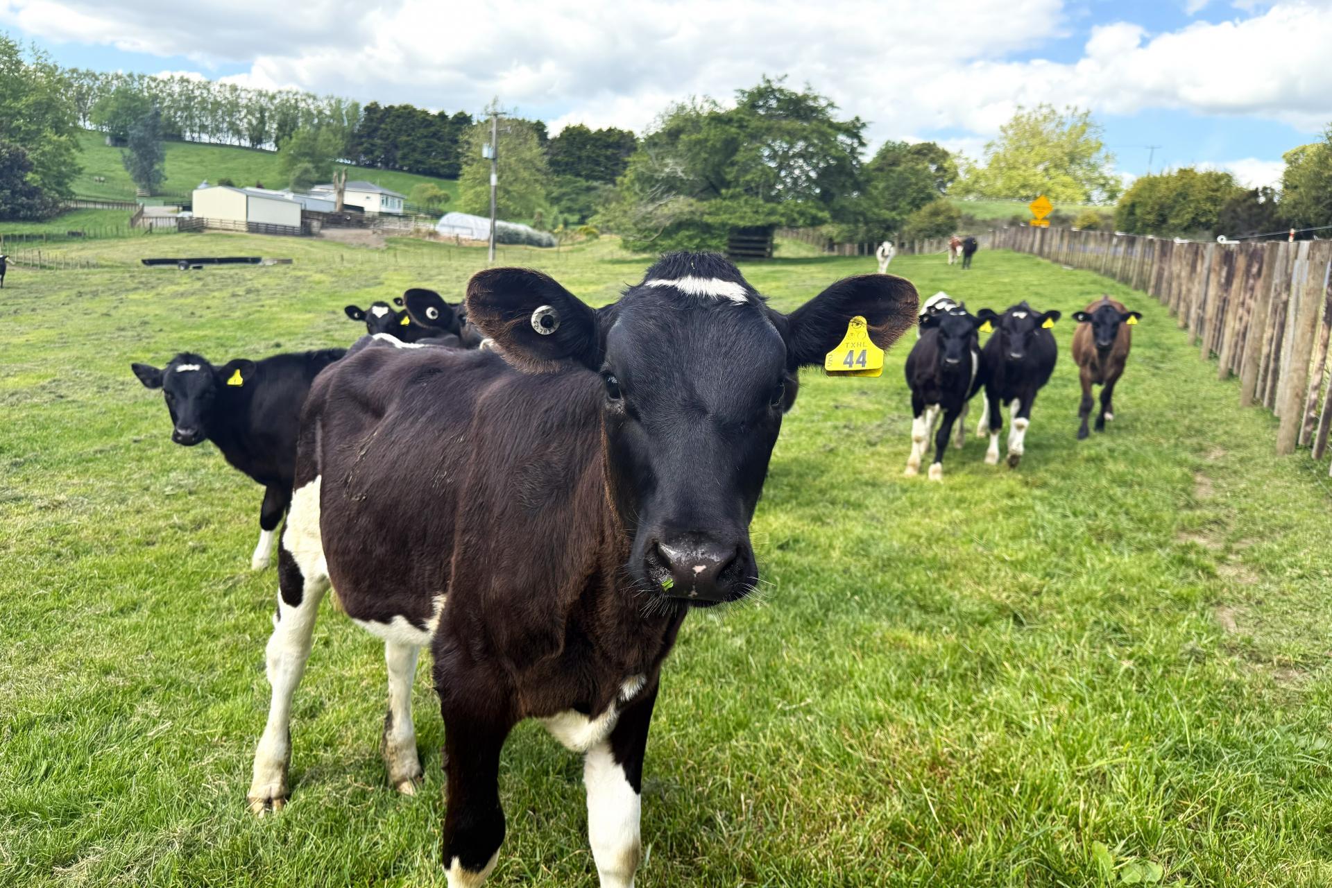 128 Taotaoroa Road, Matamata
