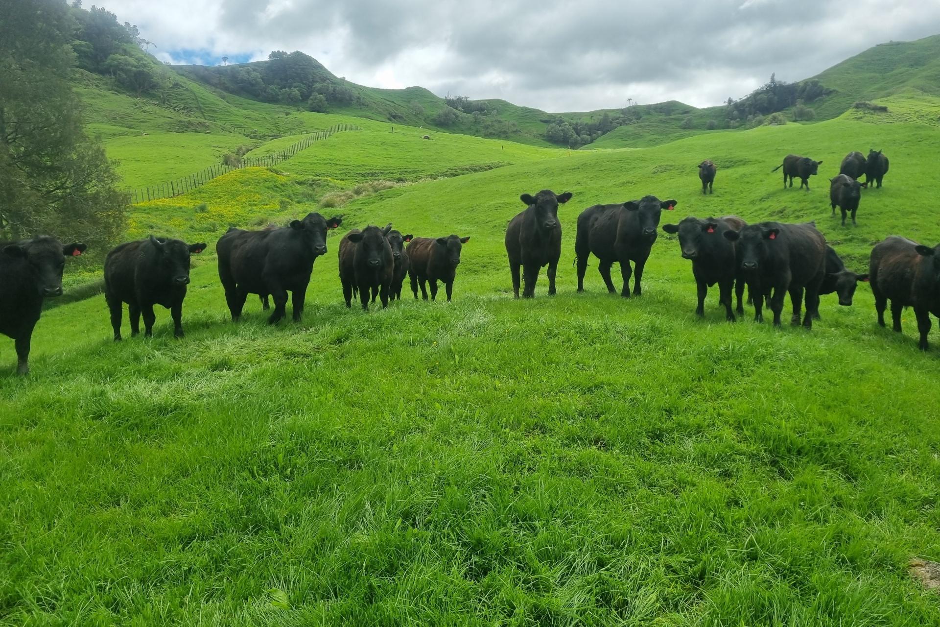 (Rural), 1246 State Highway 3, Piopio