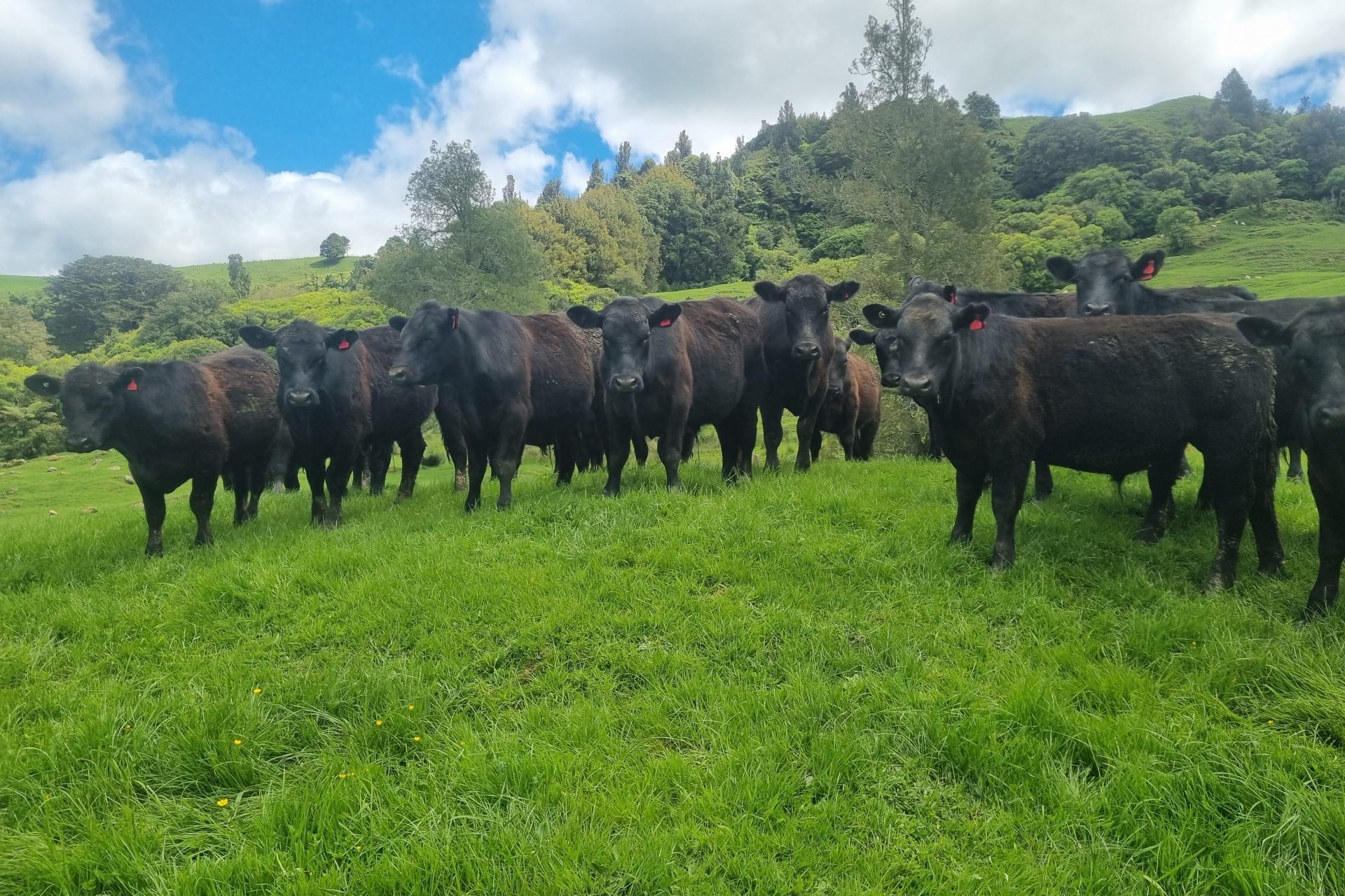 (Rural), 1246 State Highway 3, Piopio