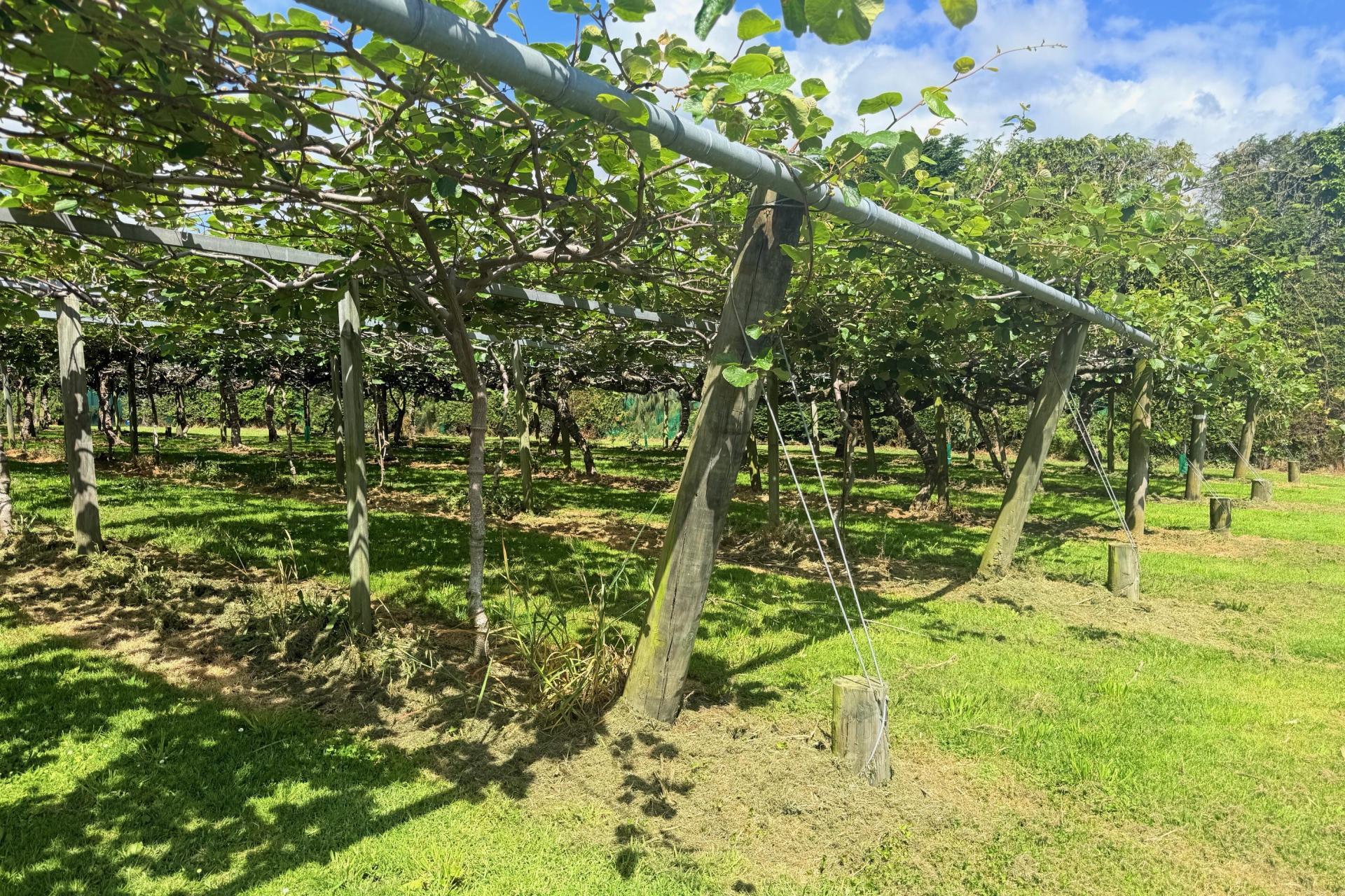 305 No 3 Road, Te Puke