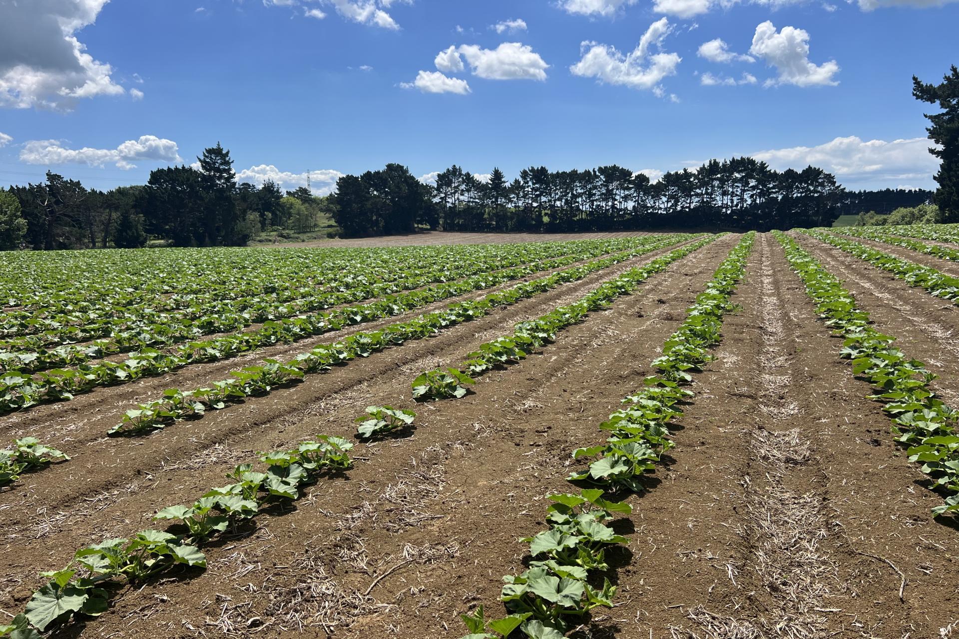 76 Brookside Road, Glenbrook