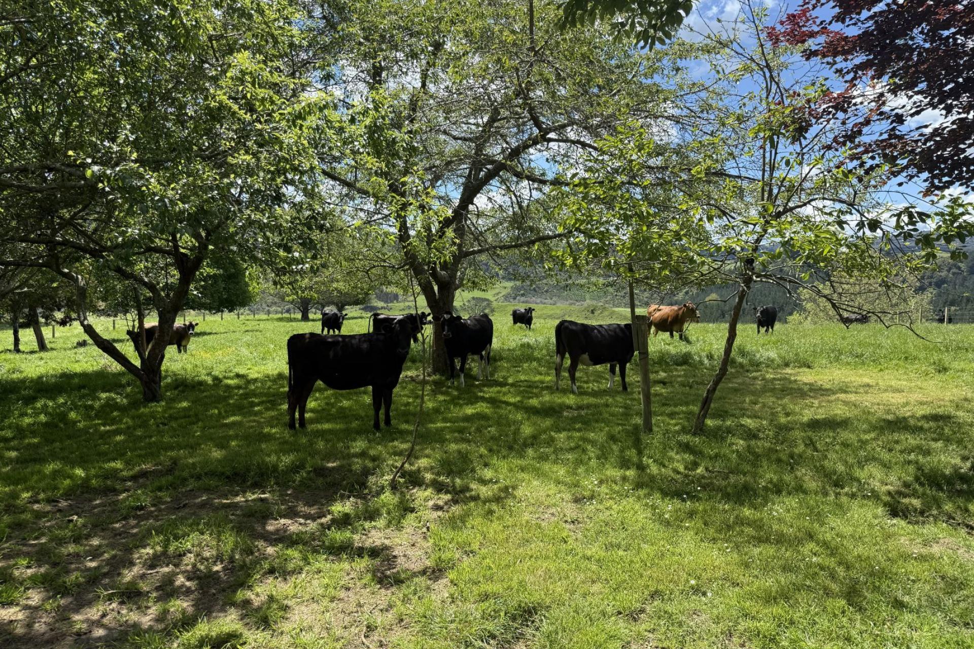 Unit 1, 1745 Arapuni Road, Parawera