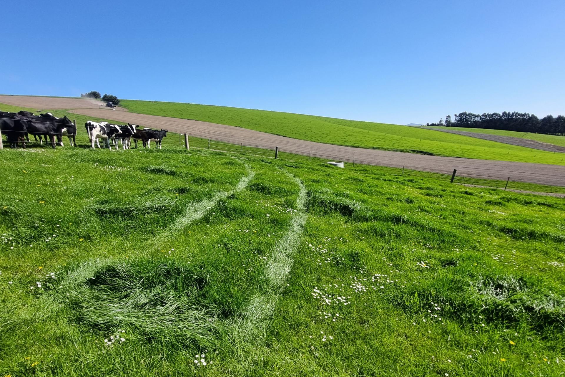 Beggs Track, Hillend
