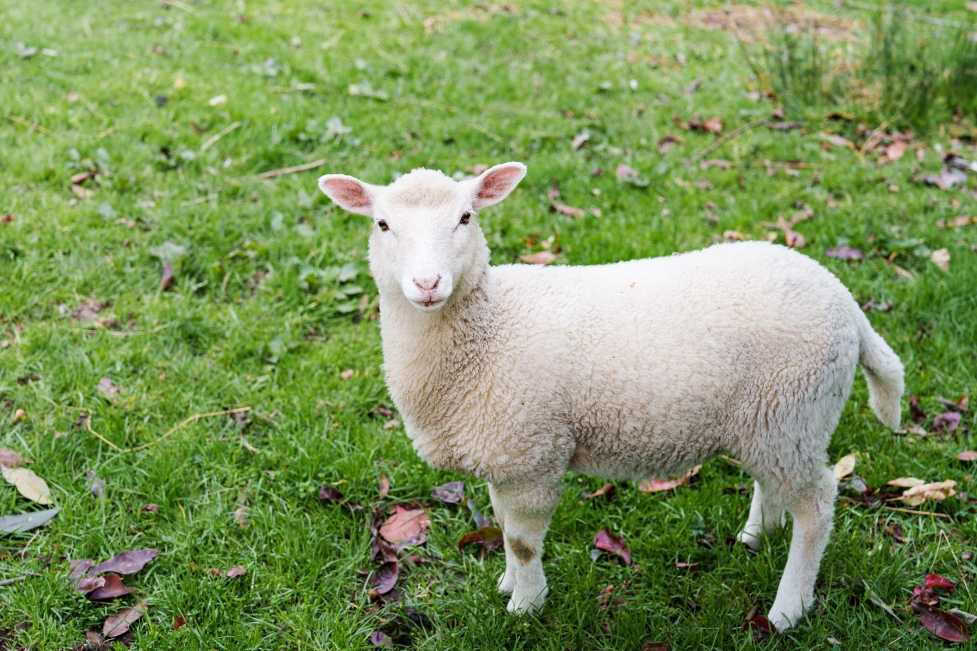 292 Waipori Falls Road, Berwick