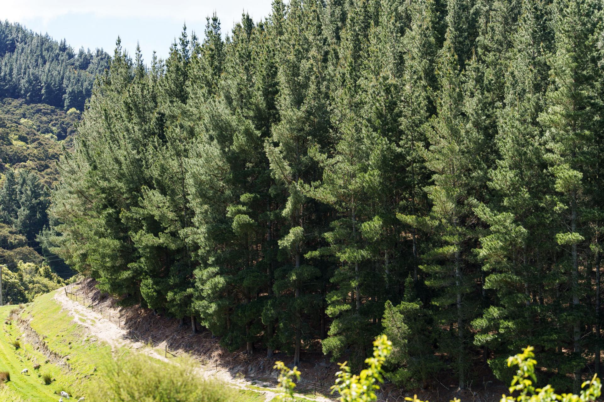 292 Waipori Falls Road, Berwick