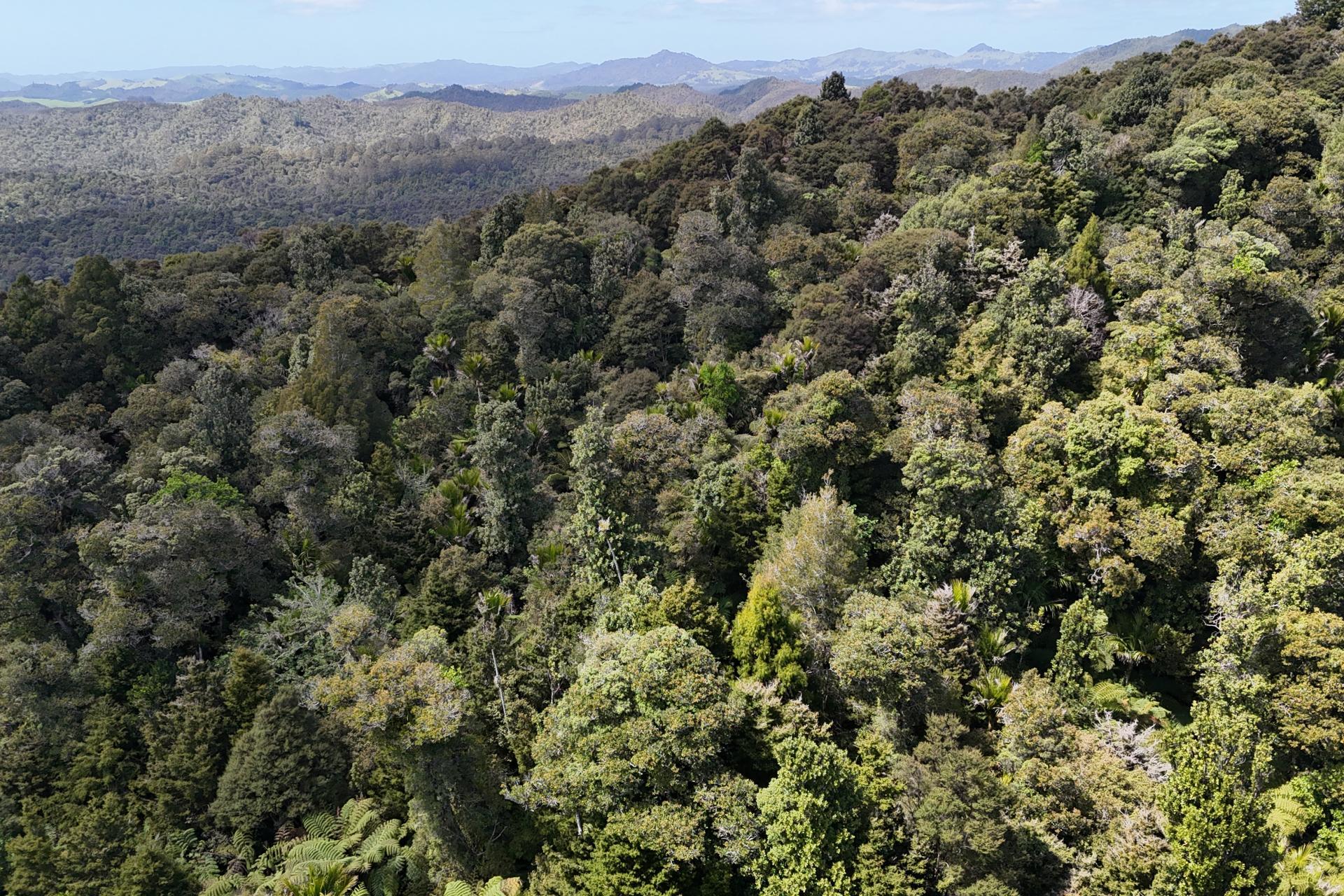 Otangaroa Side Road, Kaeo