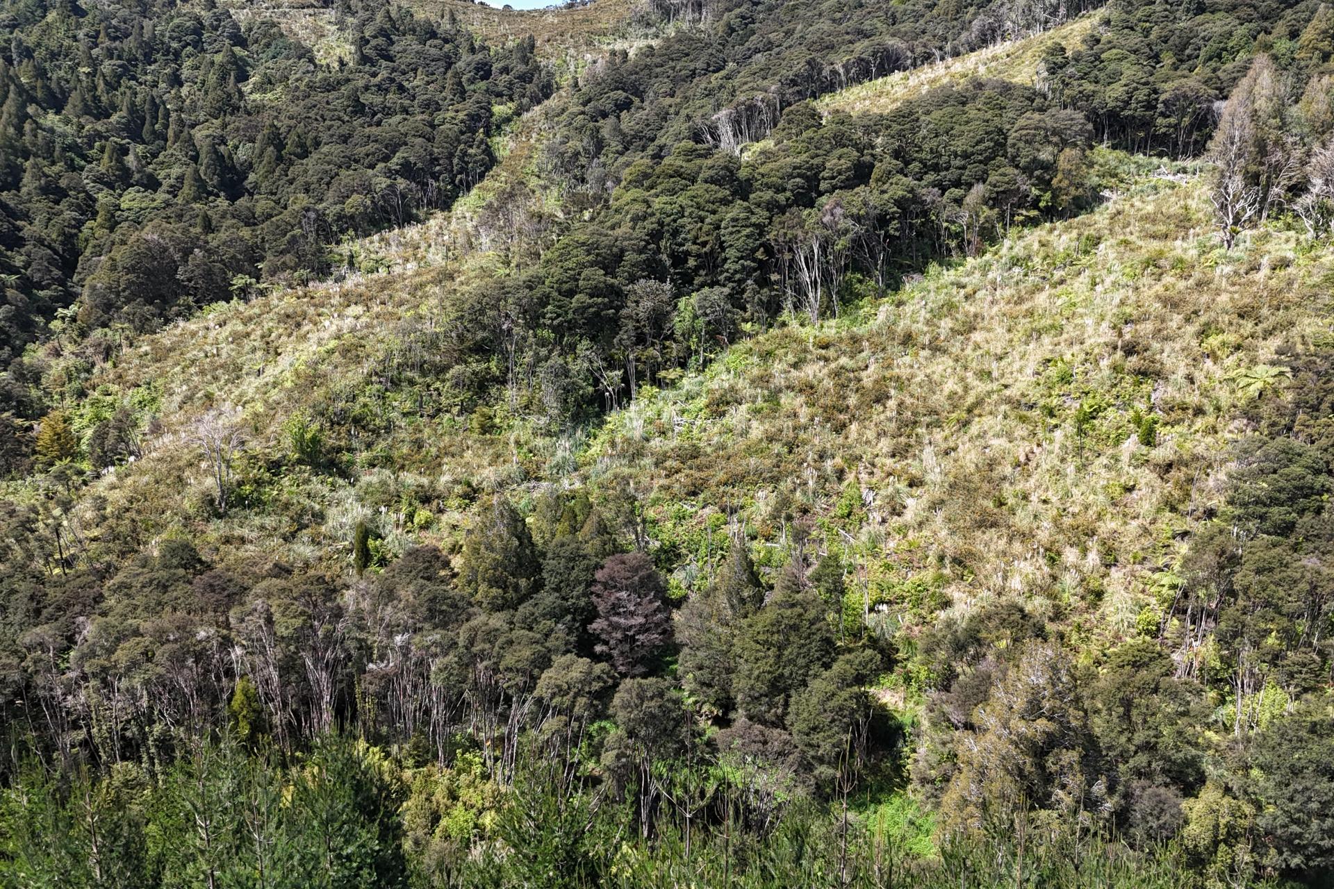 Otangaroa Side Road, Kaeo