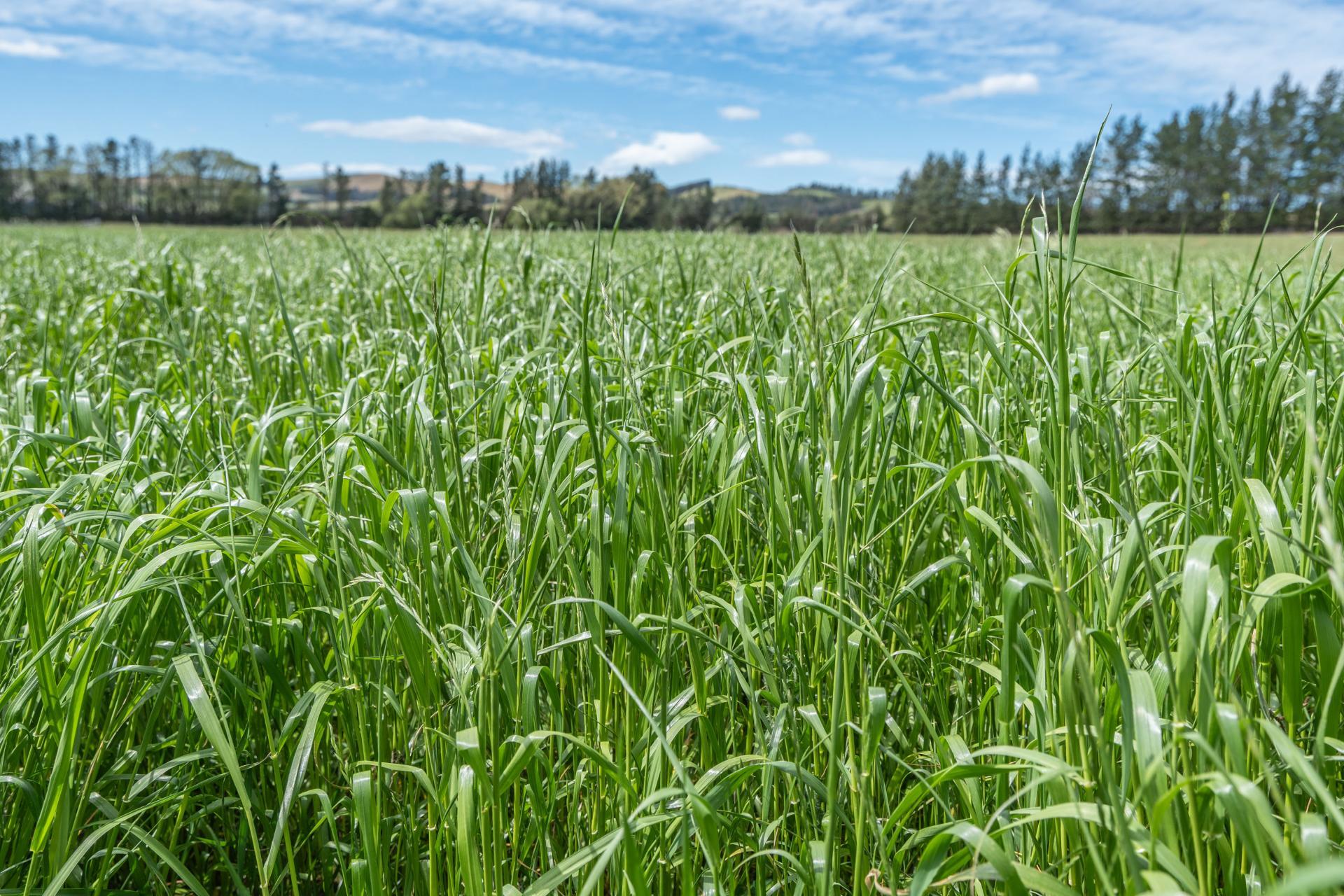 69 High Street, Hawarden