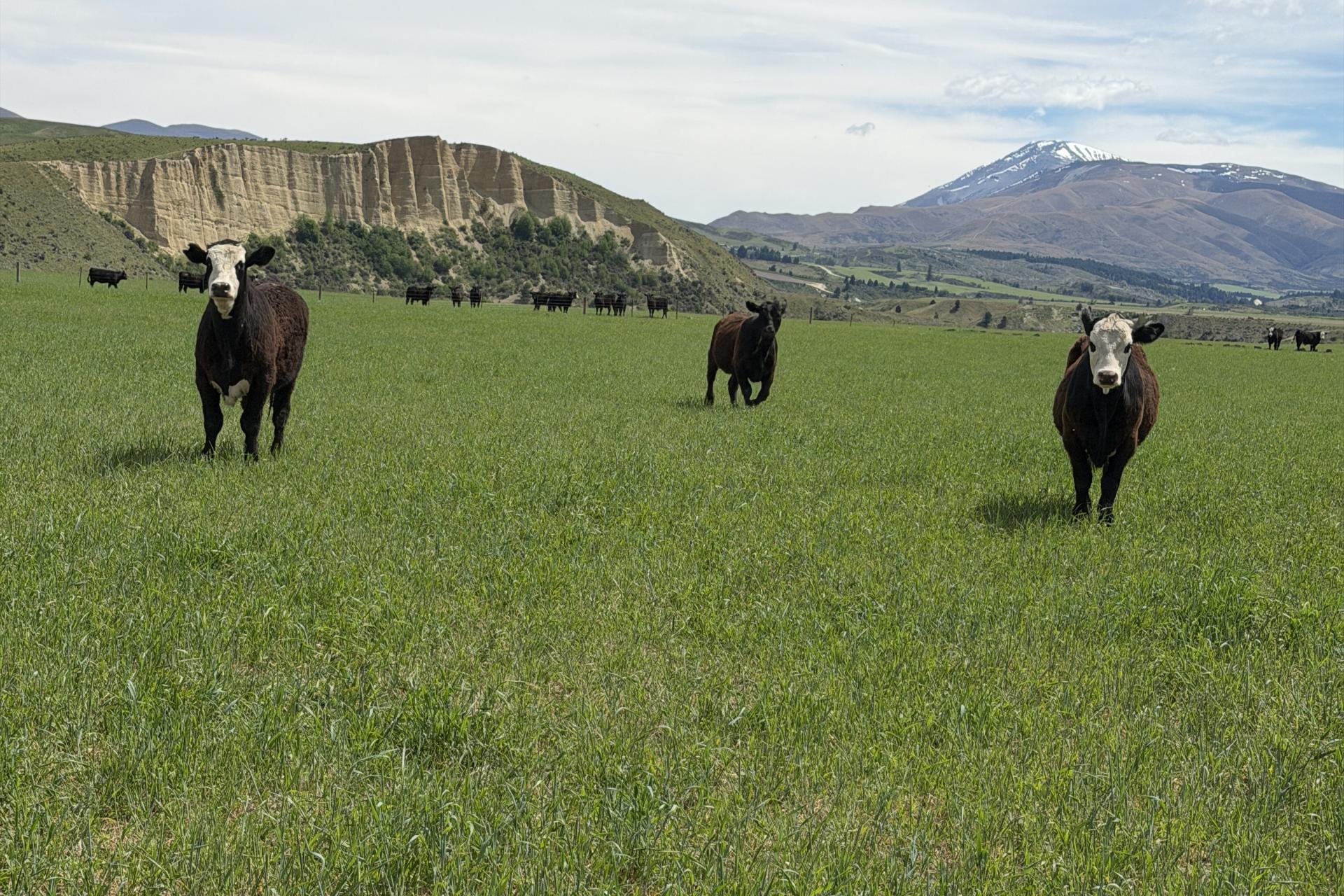 5582 Wedderburn-Becks Road and 755-971 Linnburn Runs Road, Hills Creek