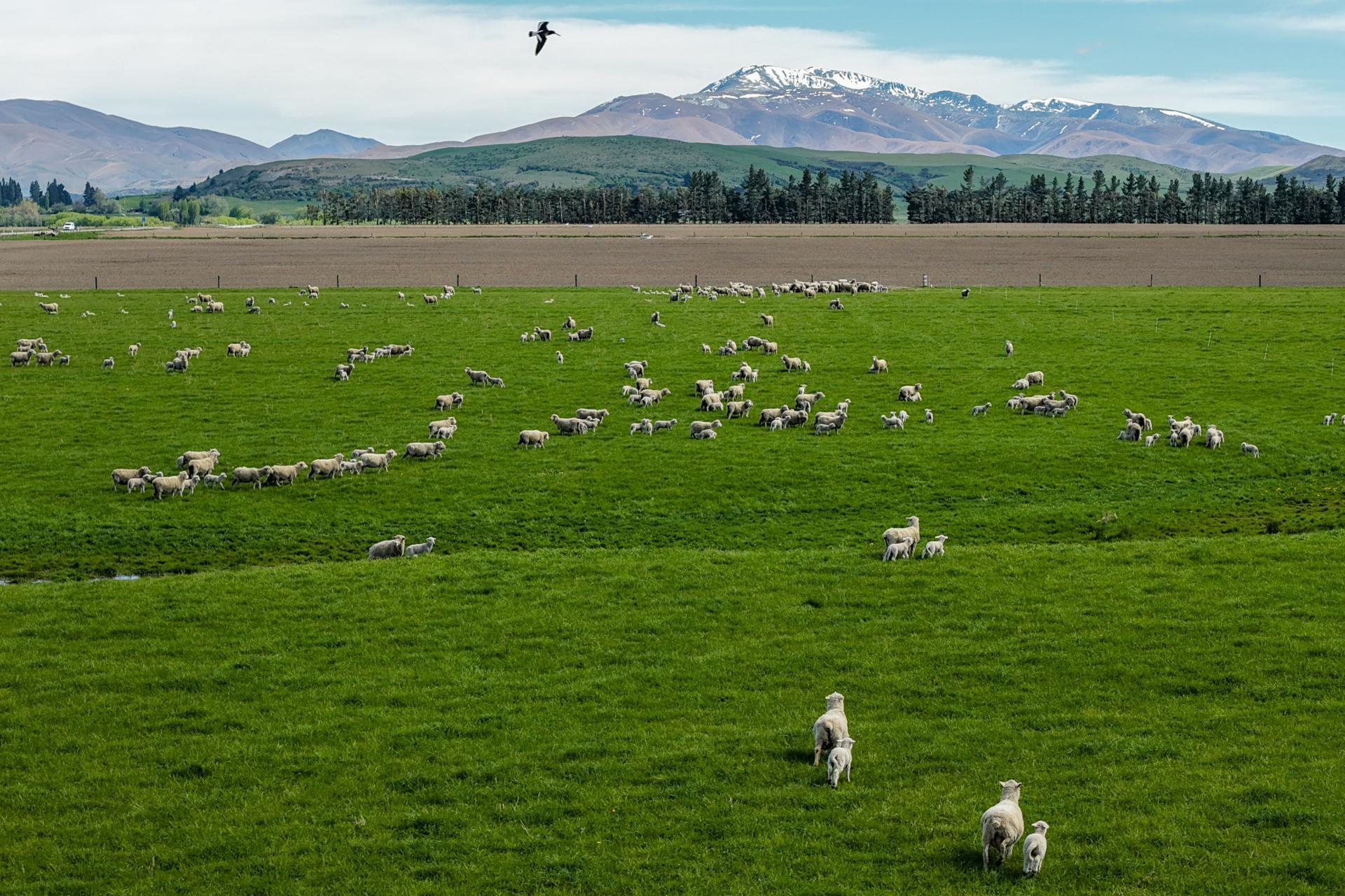 5582 Wedderburn-Becks Road and 755-971 Linnburn Runs Road, Hills Creek