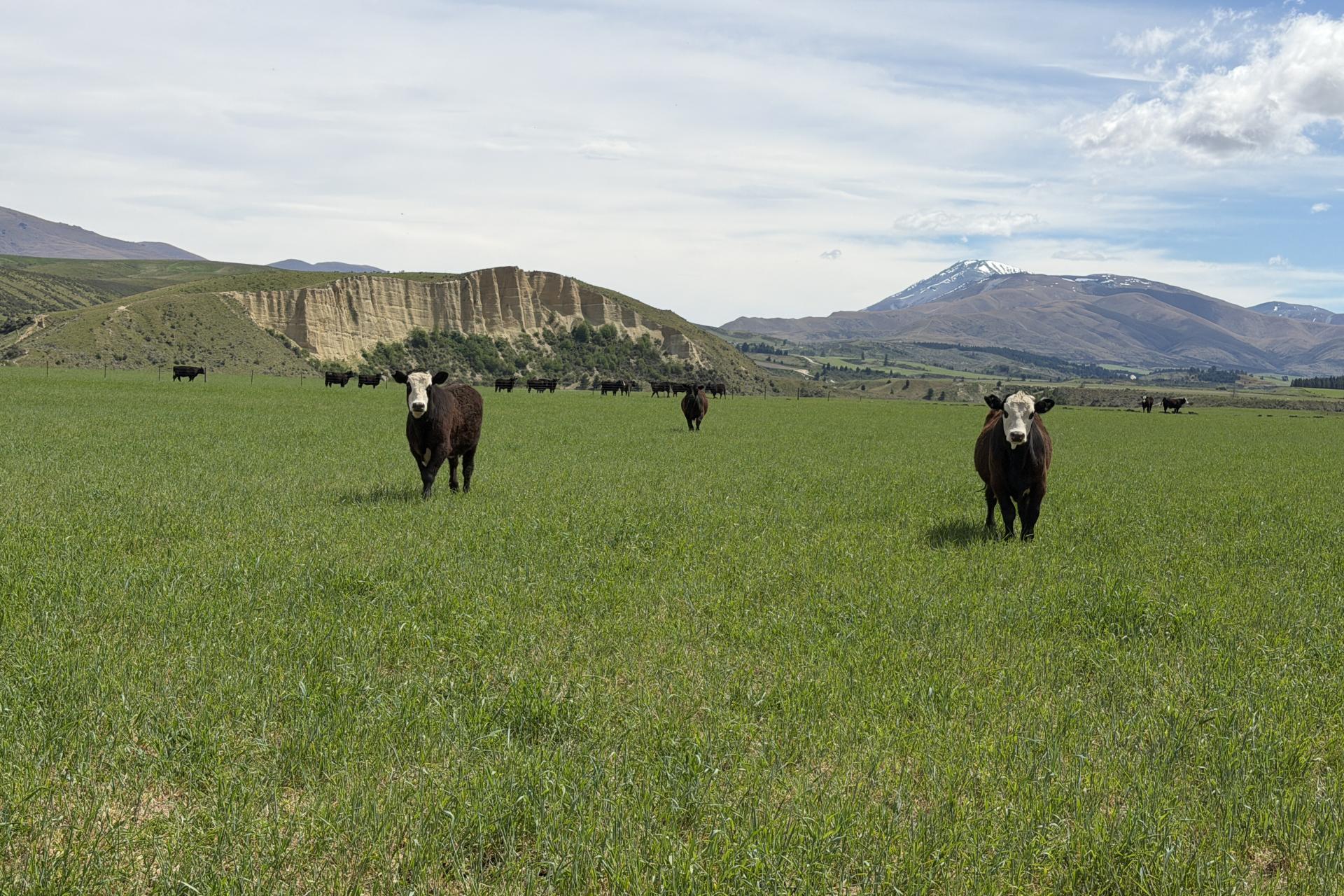 5582 Wedderburn-Becks Road and 755-971 Linnburn Runs Road, Hills Creek