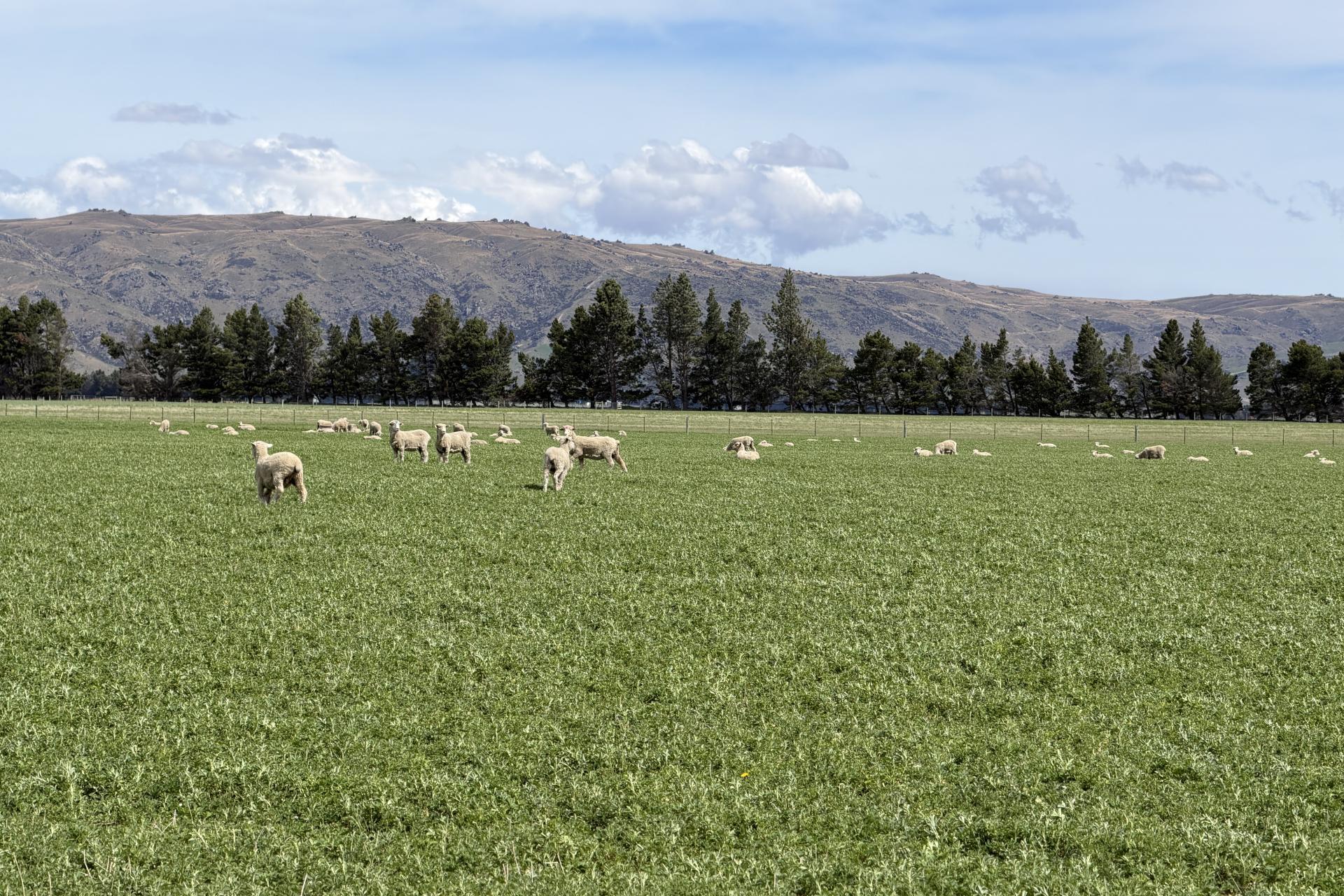 5582 Wedderburn-Becks Road and 755-971 Linnburn Runs Road, Hills Creek