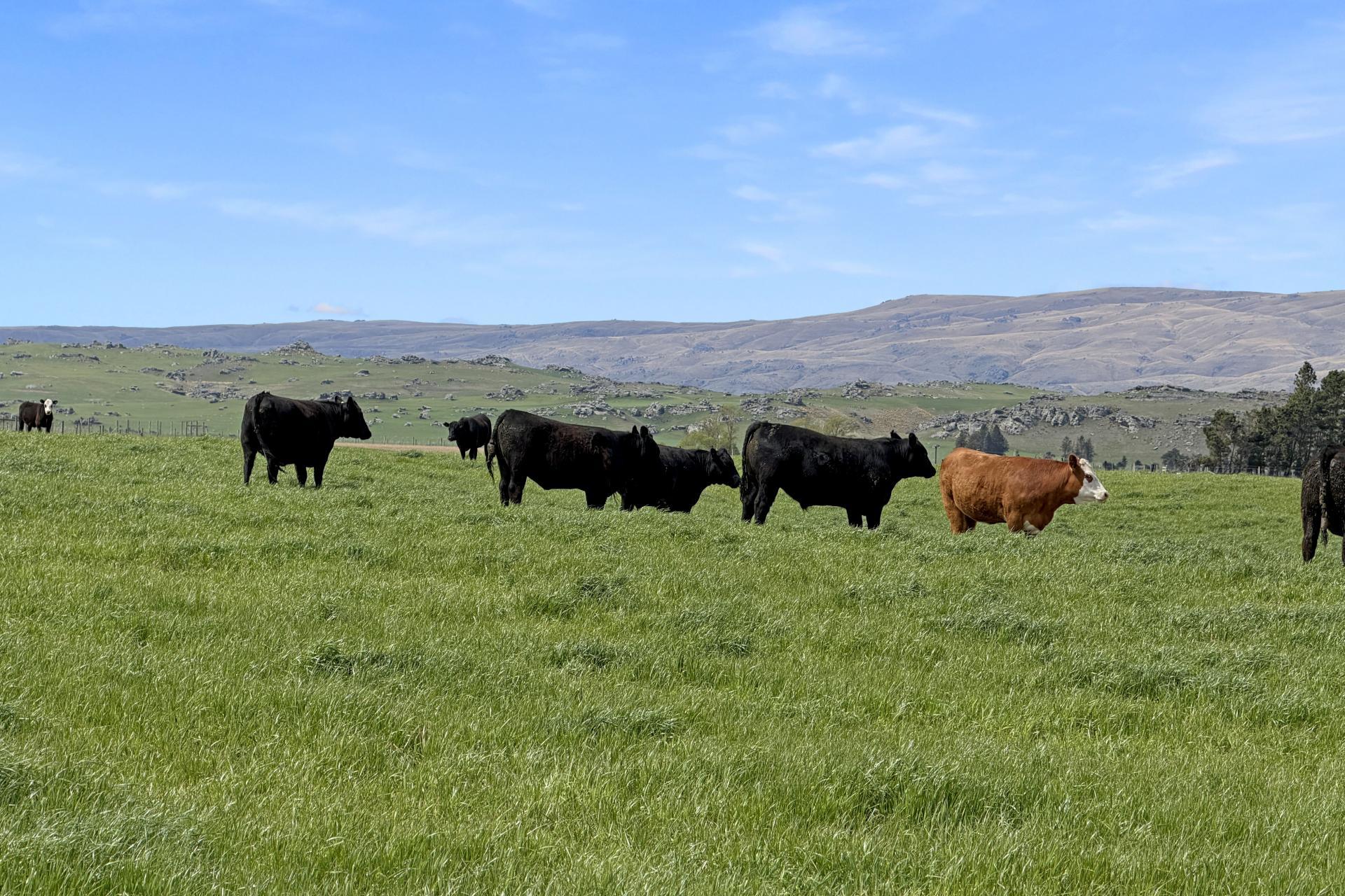 5582 Wedderburn-Becks Road and 755-971 Linnburn Runs Road, Hills Creek