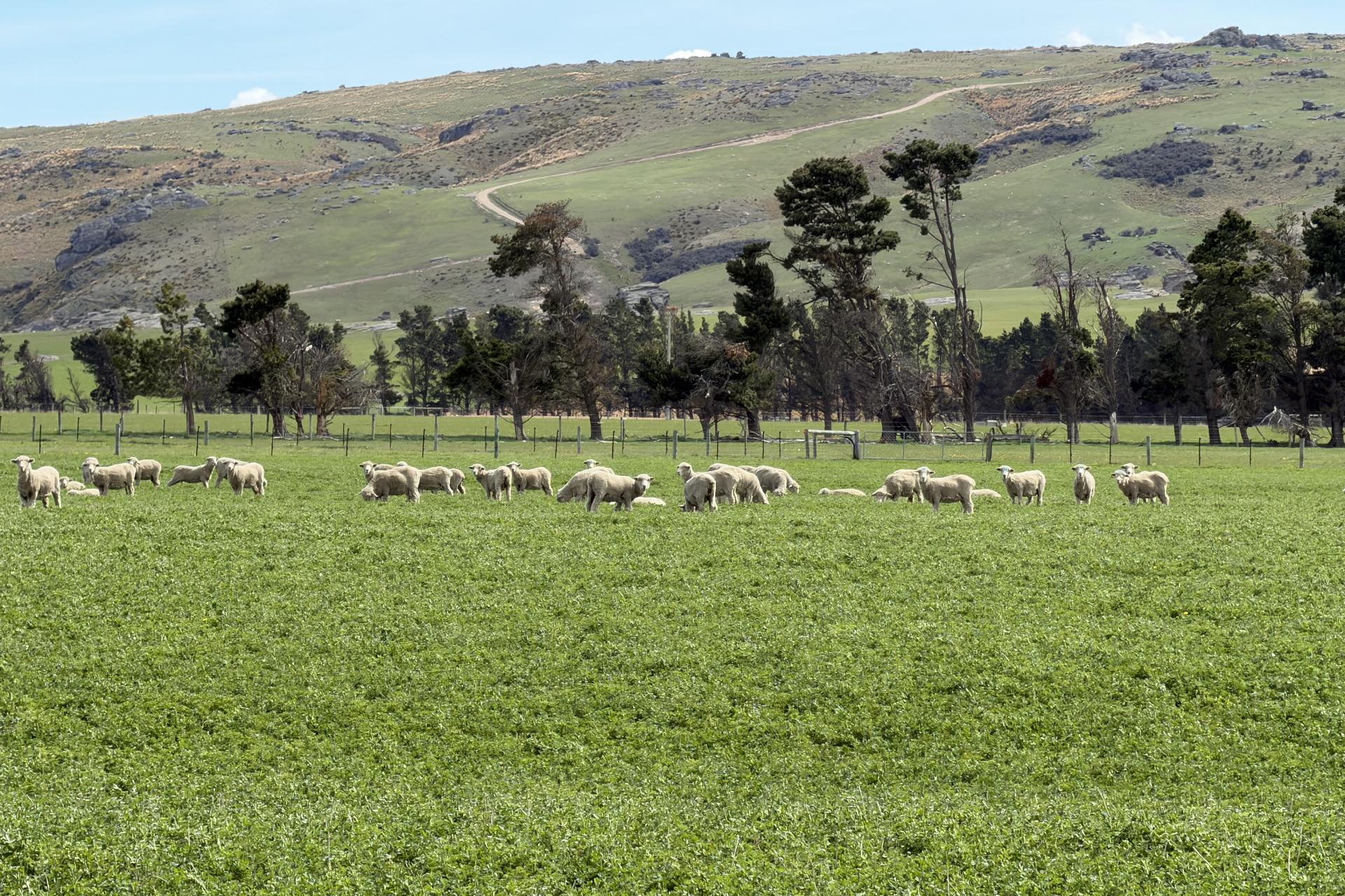 755-971 Linnburn Runs Road, Paerau