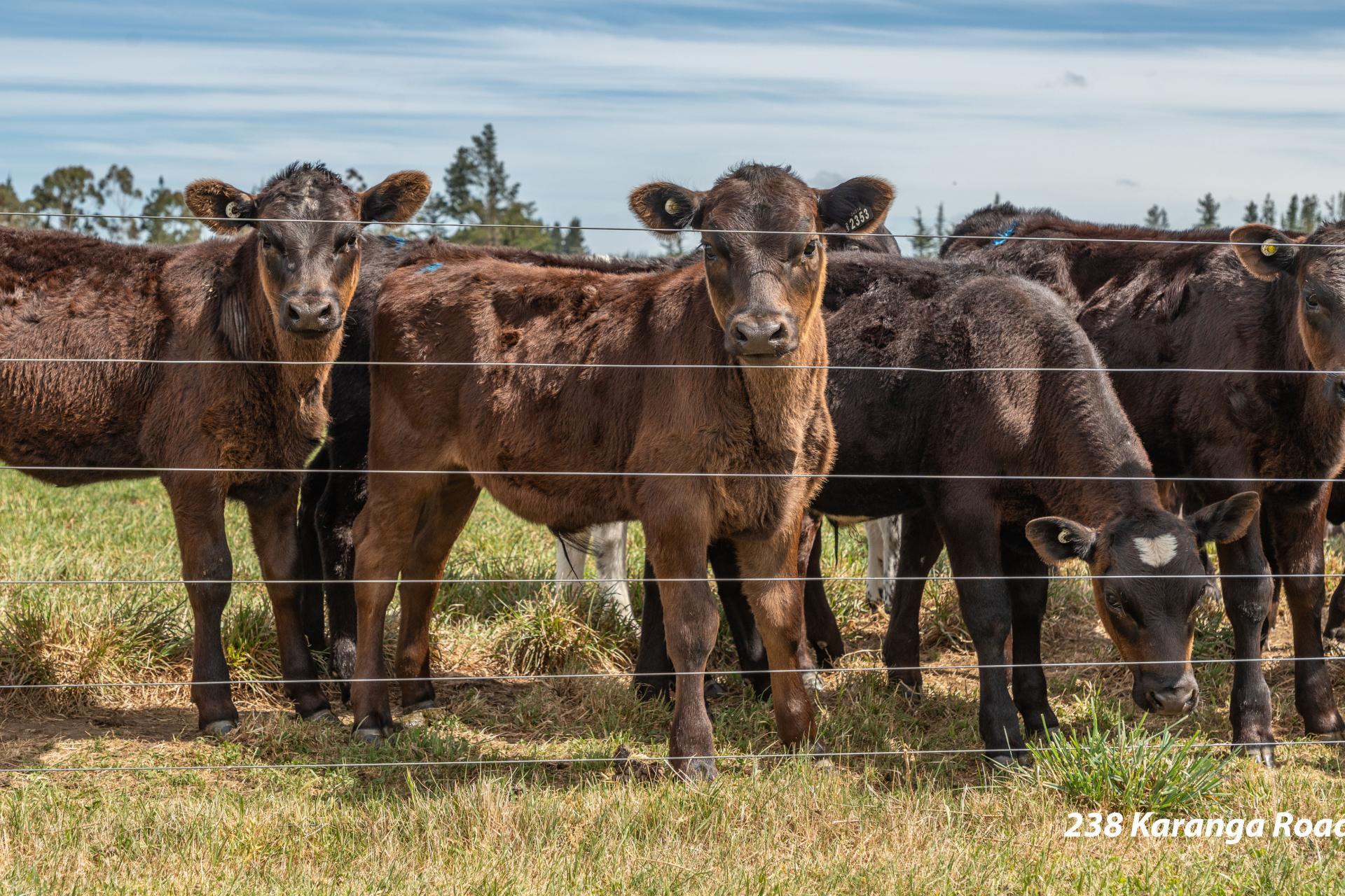 238 - 240 Karanga Road, Dunsandel