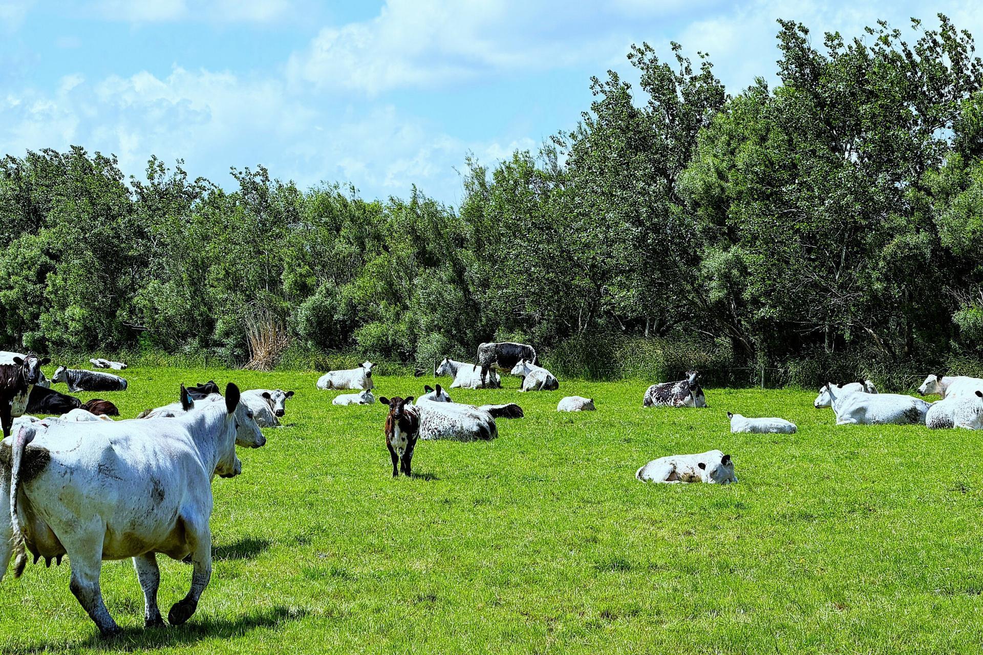 87 Tramline Road, Ruawai