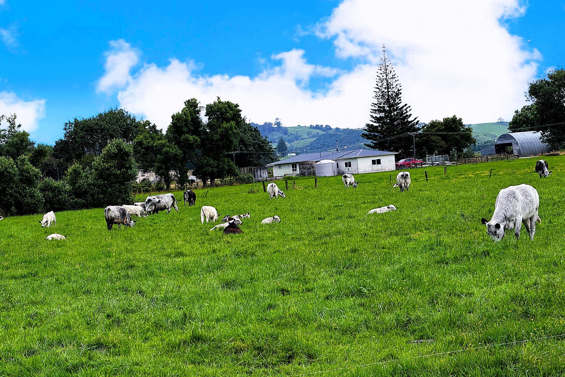 87 Tramline Road, Ruawai