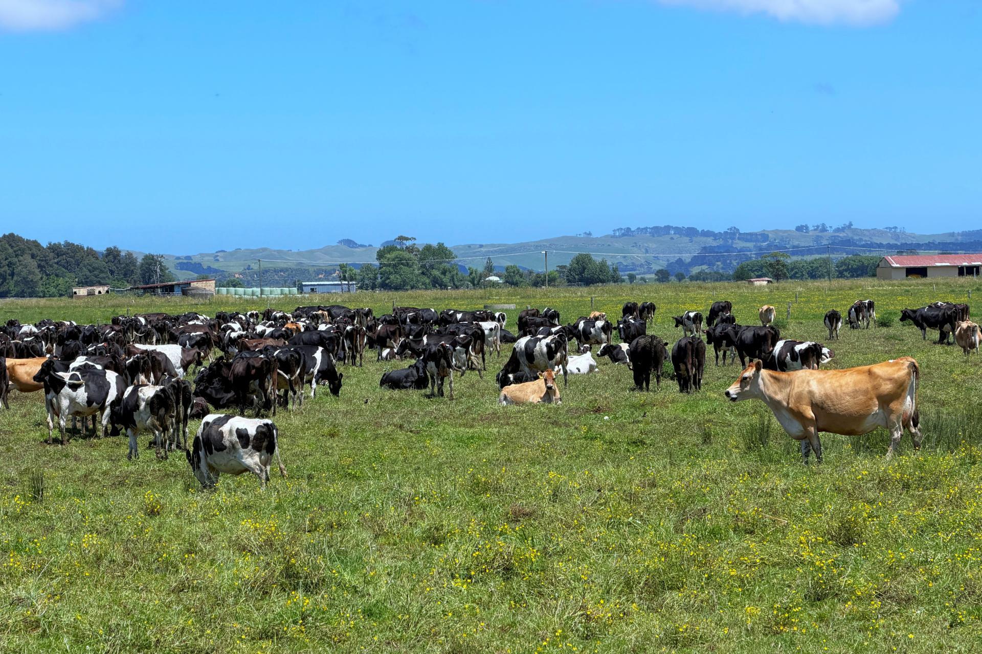 331 Simpson Road, Ruawai