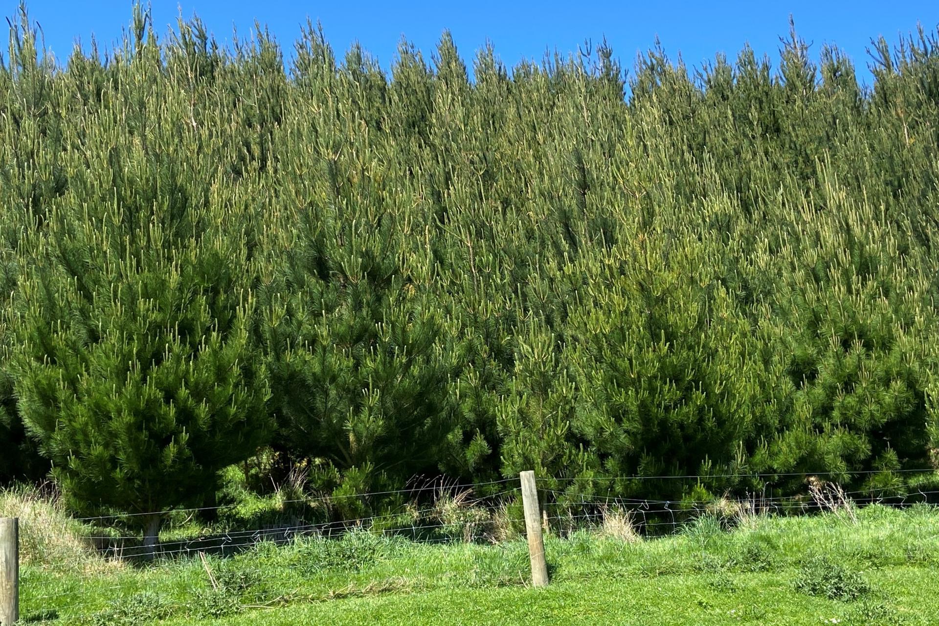 66 Otokia-Kuri Bush Road West, Henley