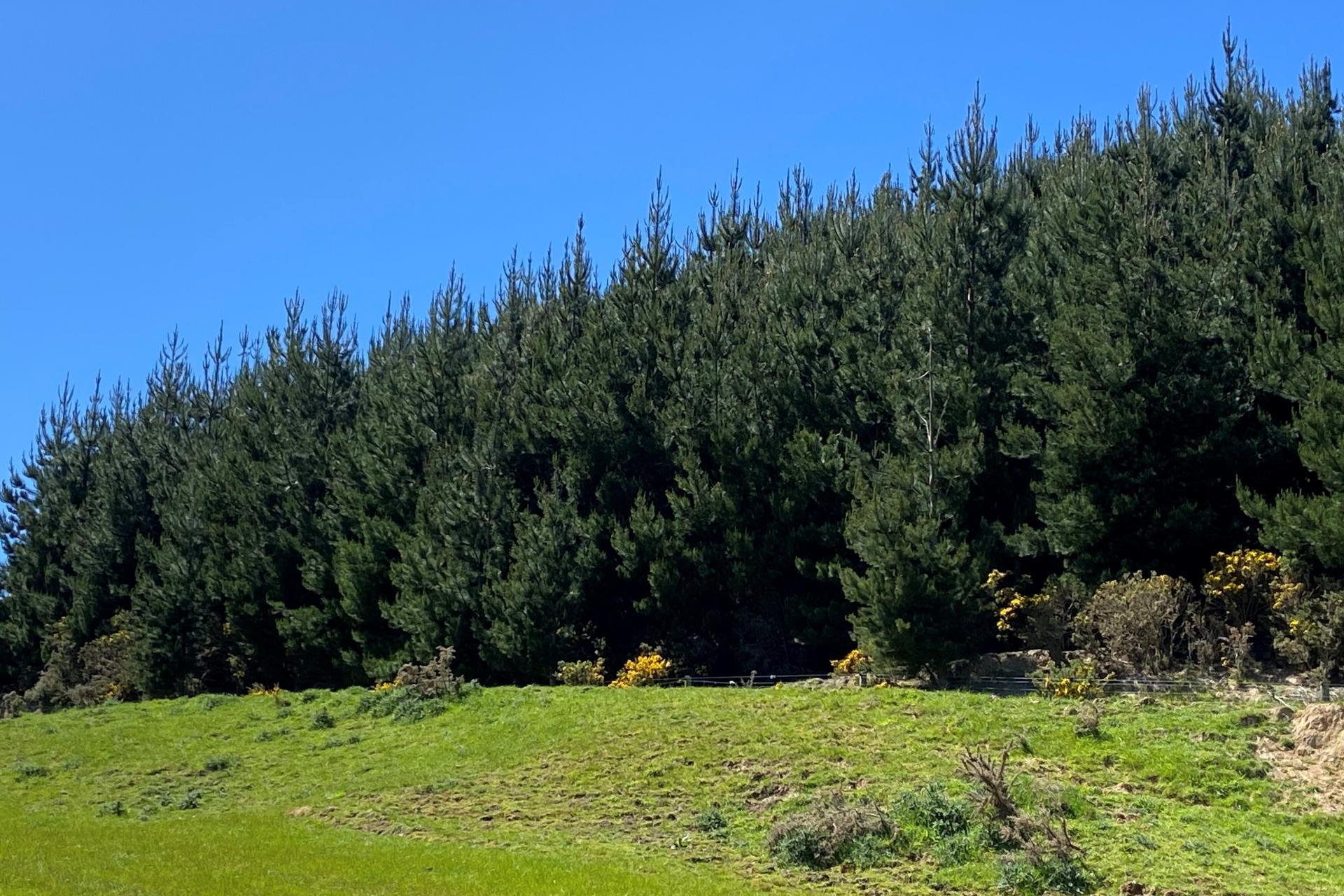 66 Otokia-Kuri Bush Road West, Henley