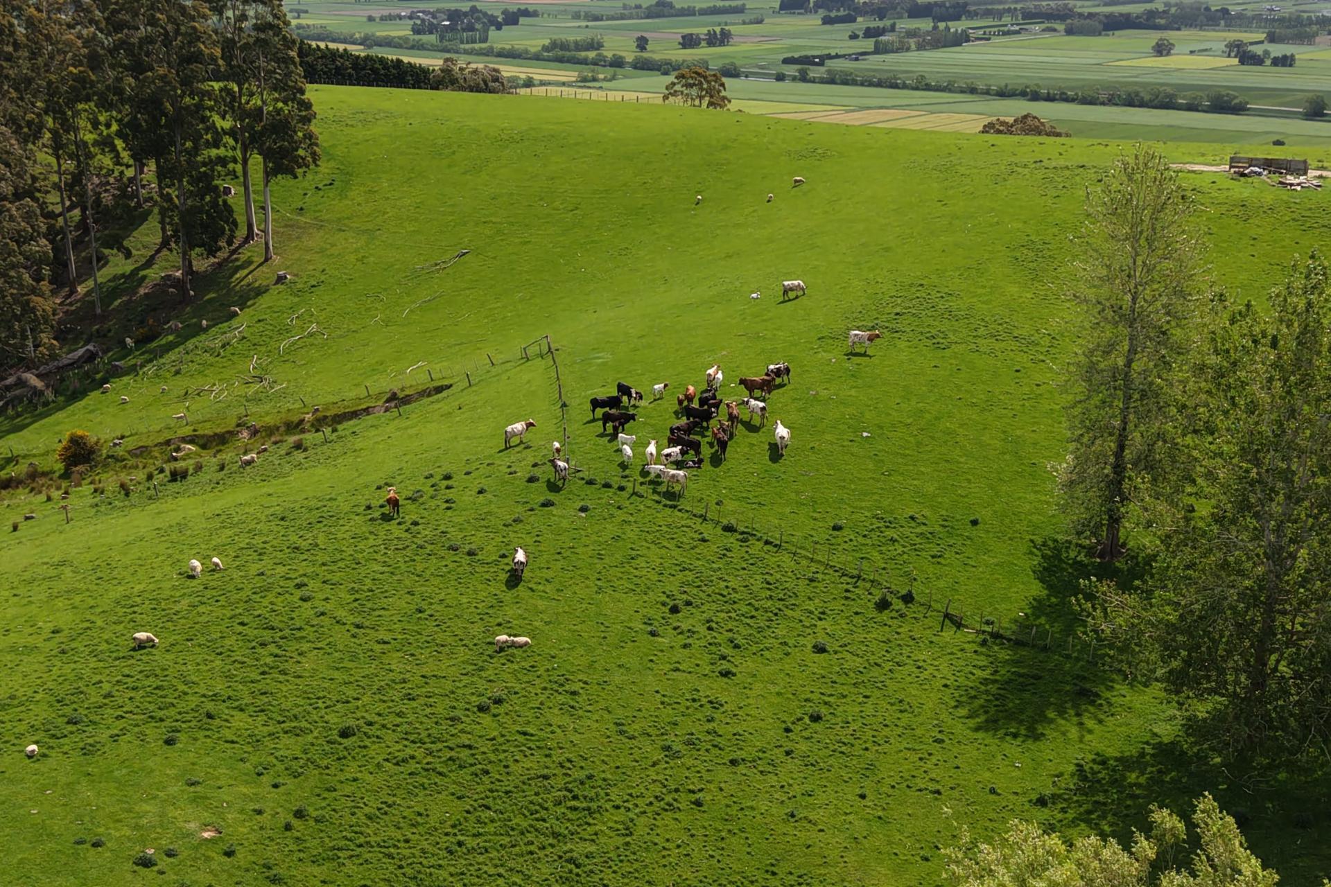 66 Otokia-Kuri Bush Road West, Henley