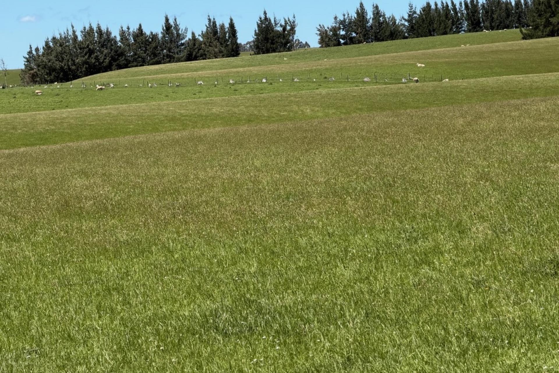 20 Carruthers Road, Ashley Downs