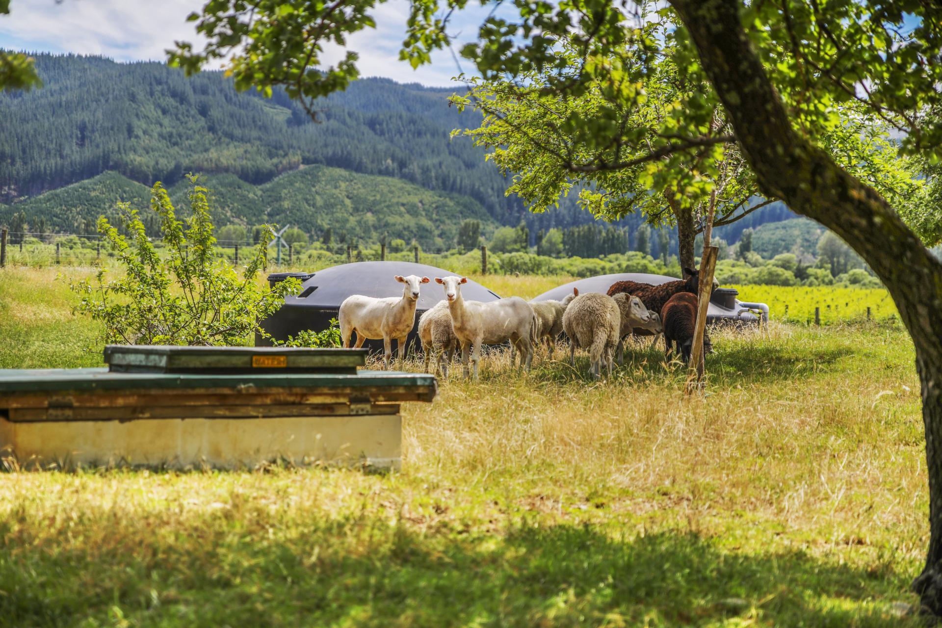 1944 State Highway 63, Wairau Valley