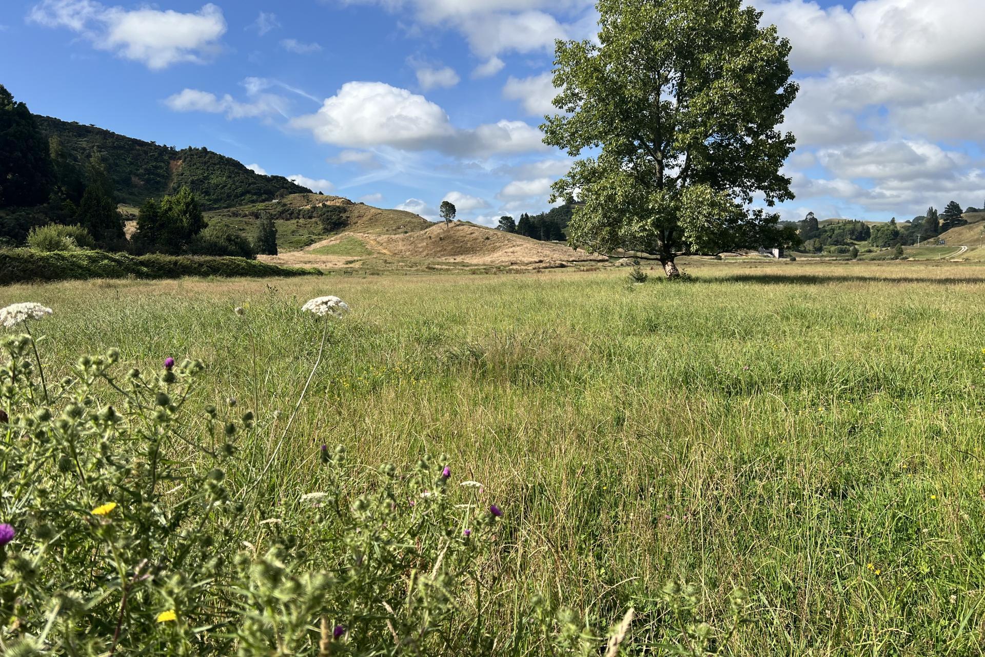 Waitomo Valley Road, Waitomo