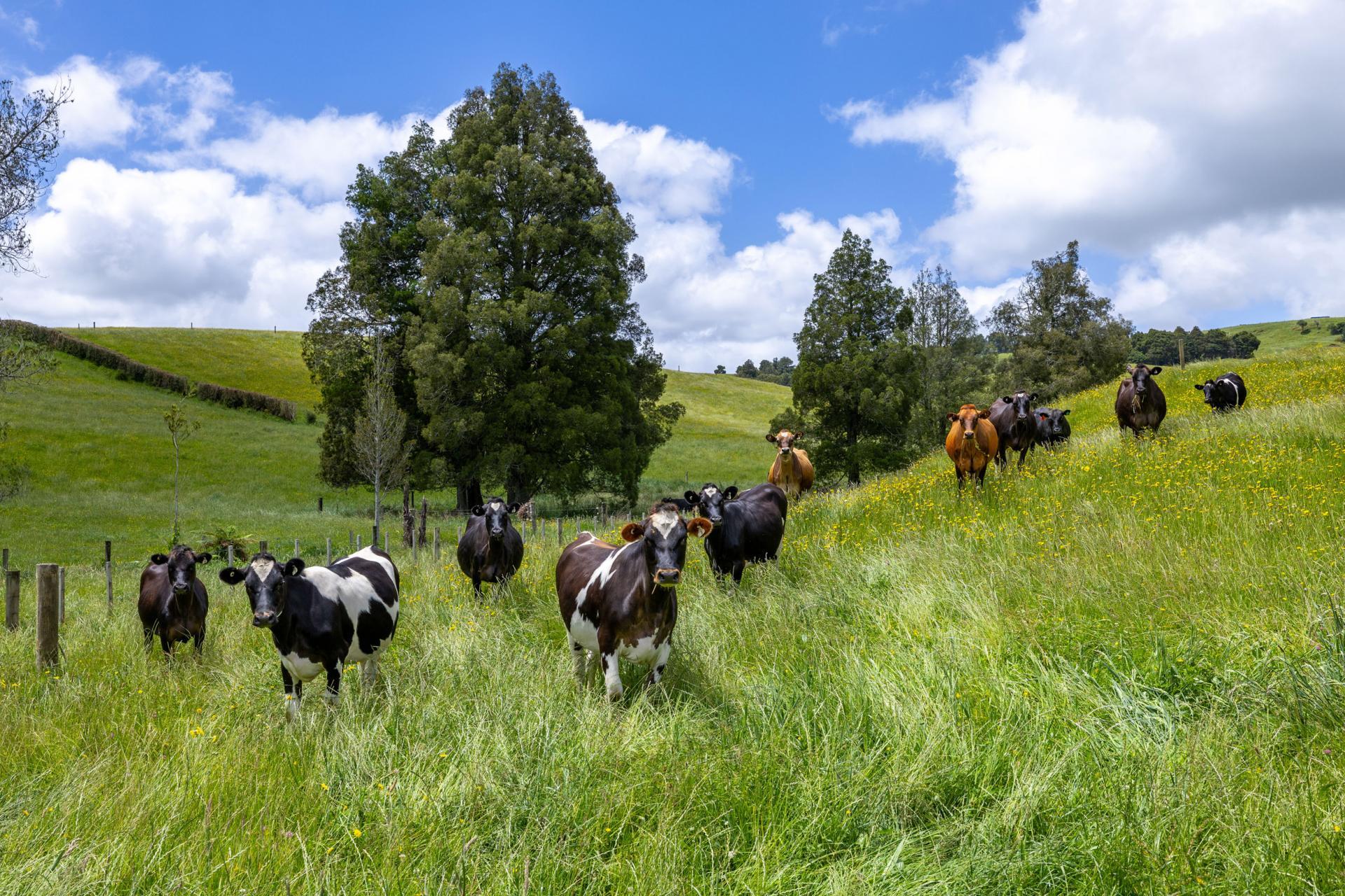 467A Te Mata Road, Raglan