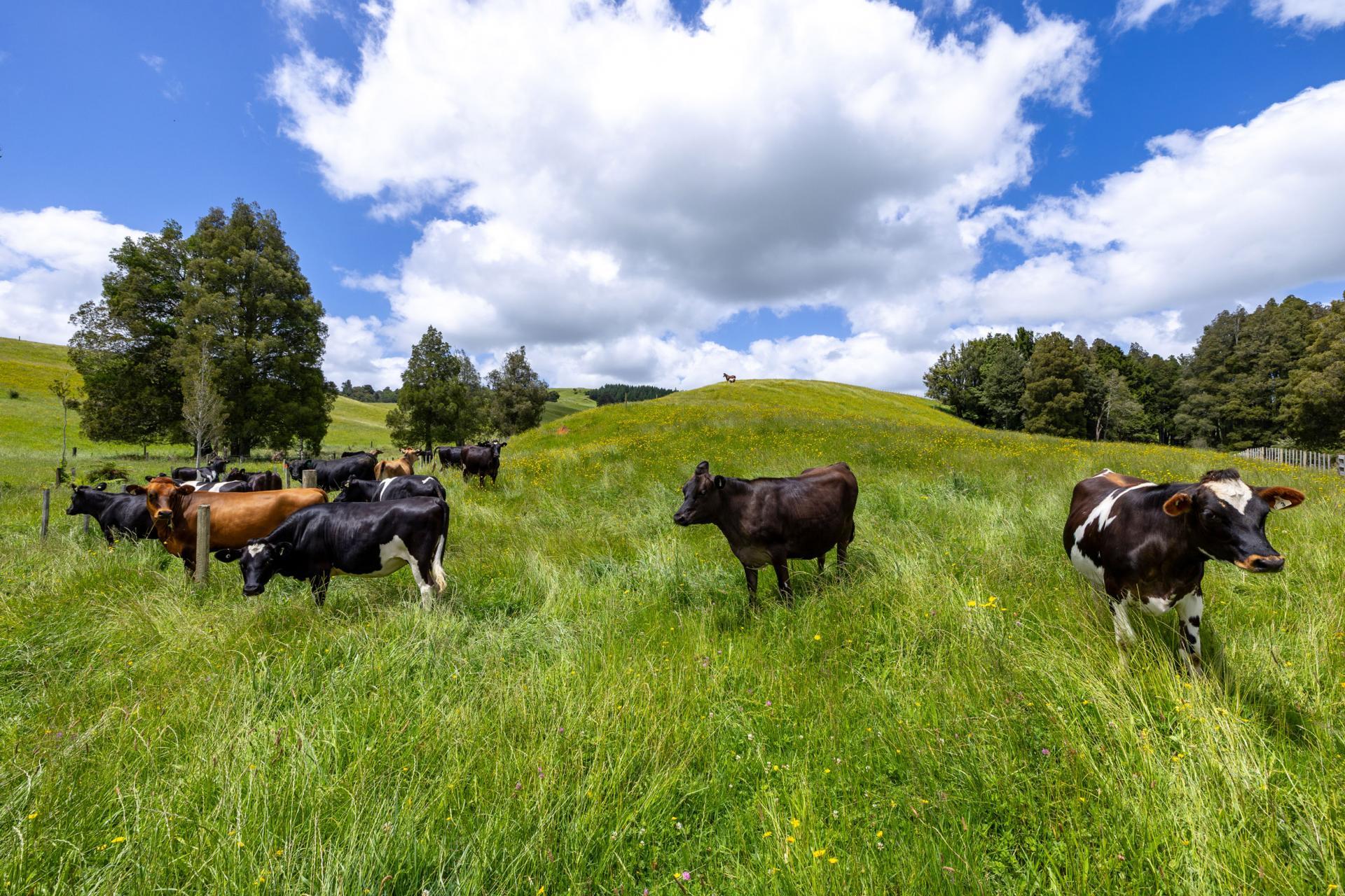 467A Te Mata Road, Raglan