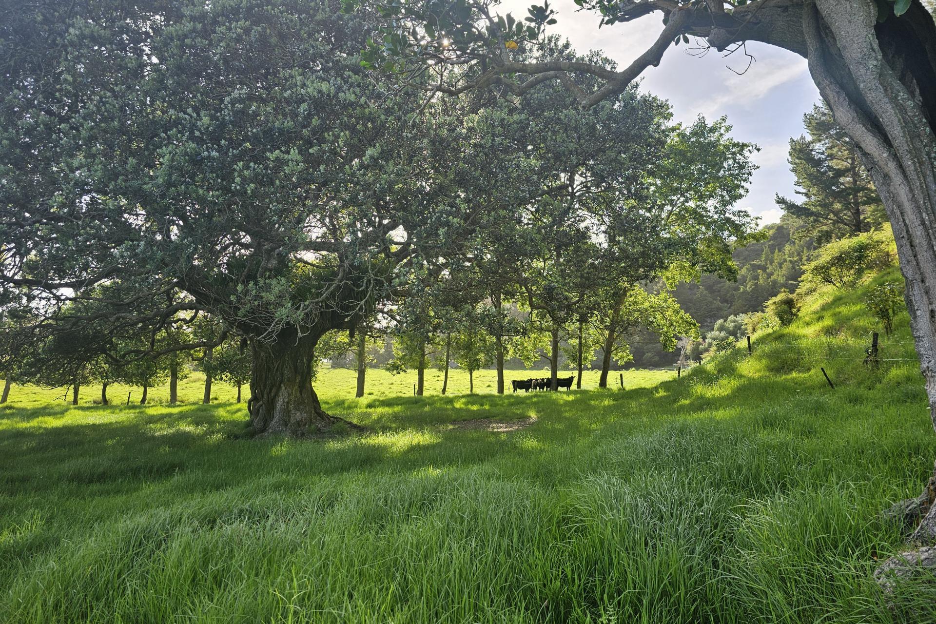 121 Ohawini Road, Oakura