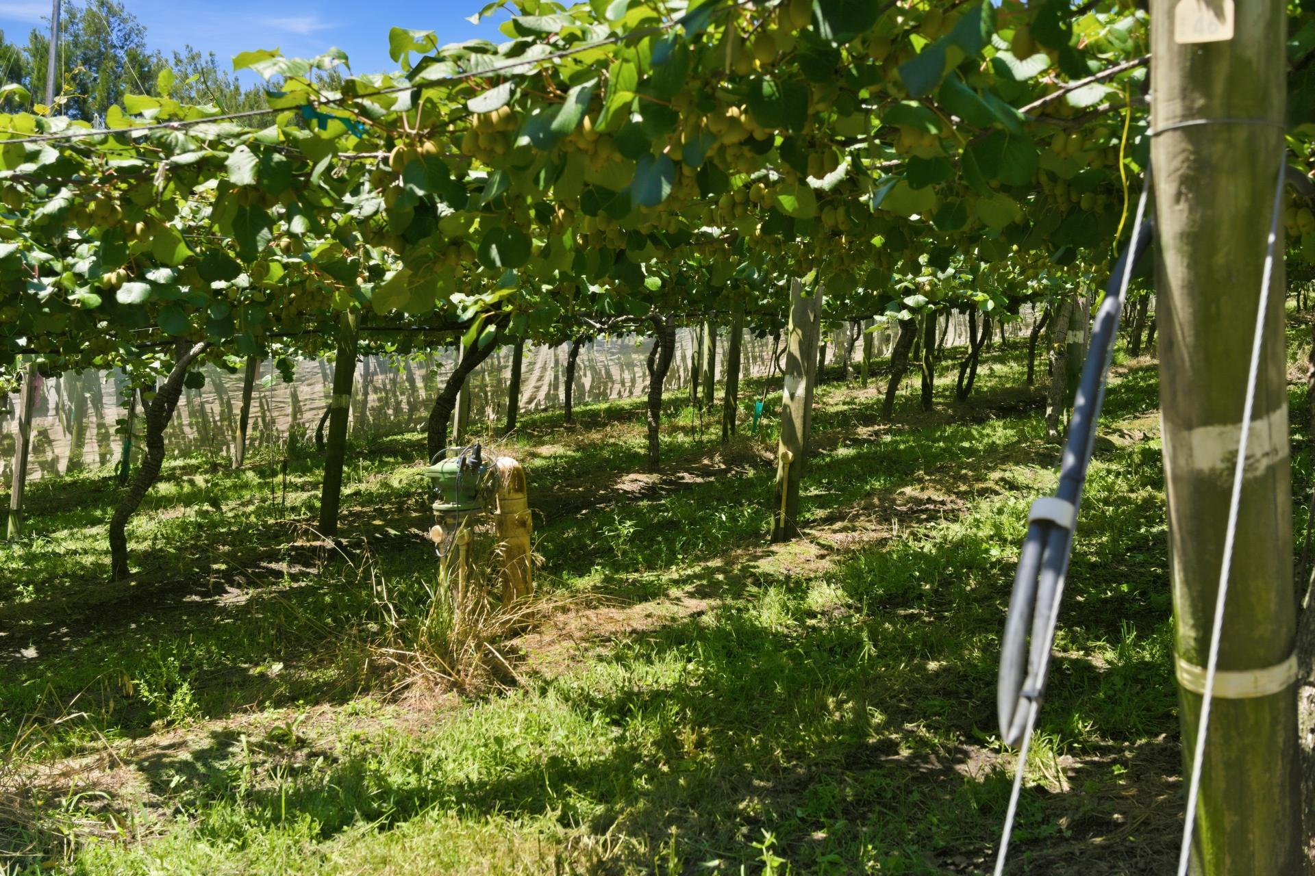 80 Roydon Downs Road, Paengaroa