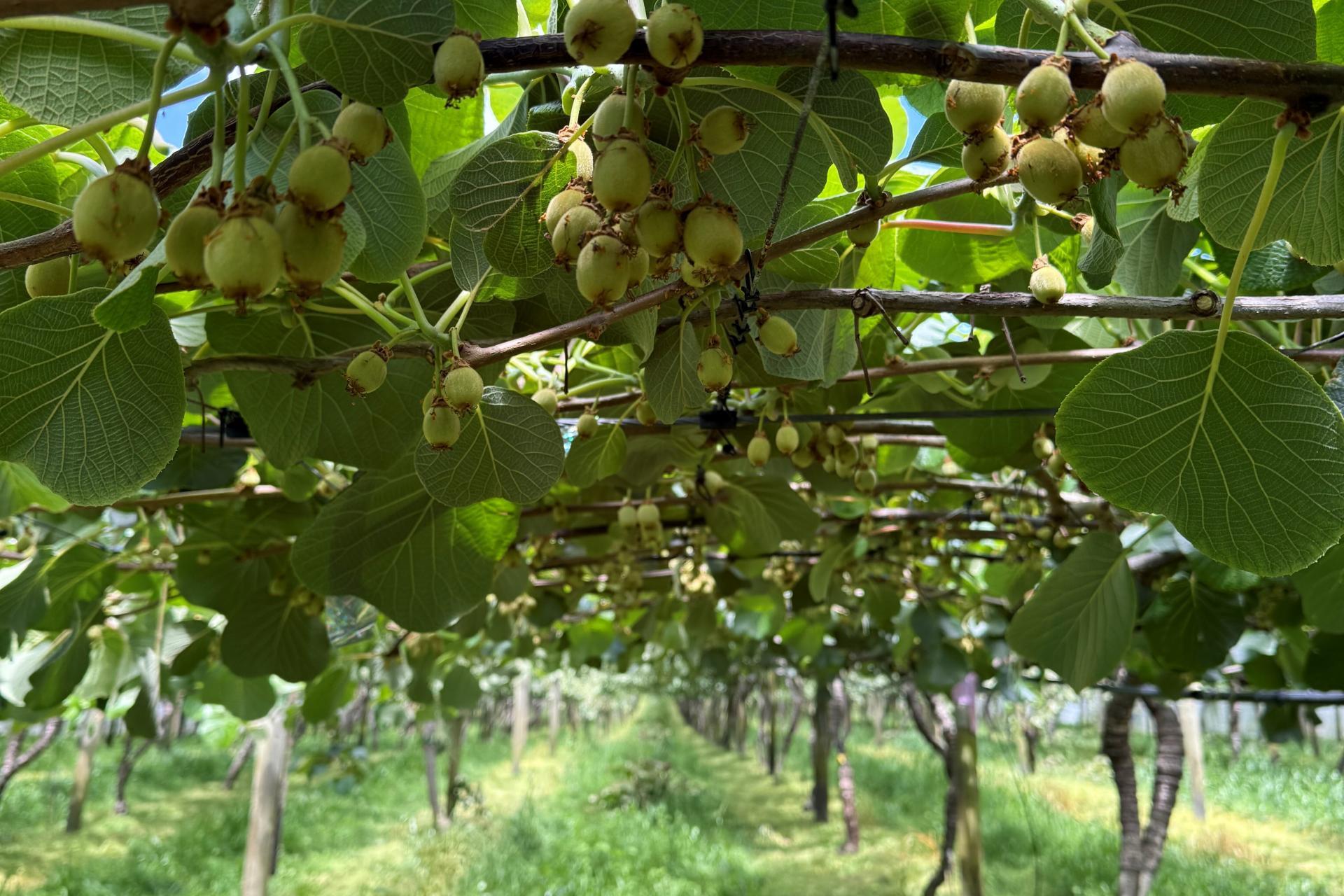 80 Roydon Downs Road, Paengaroa