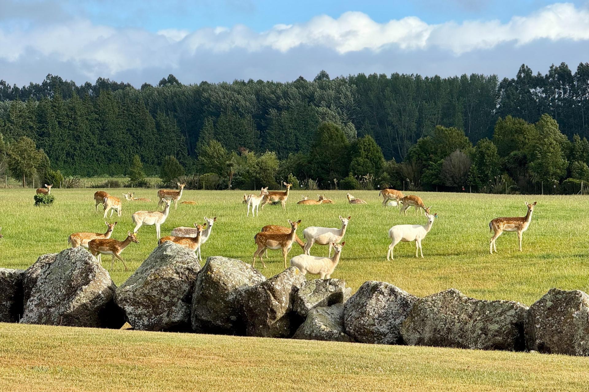 18 Meadowlinks Lane, Pleasant Point