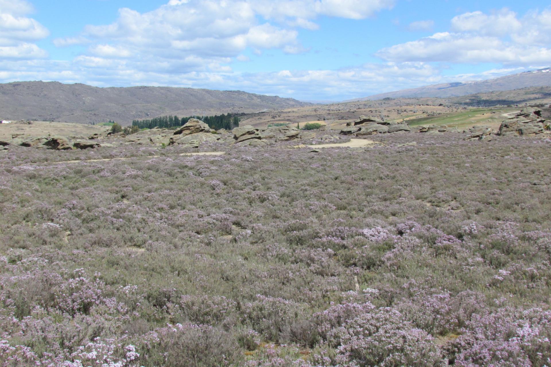 Tor Hill Road, Conroys Gully