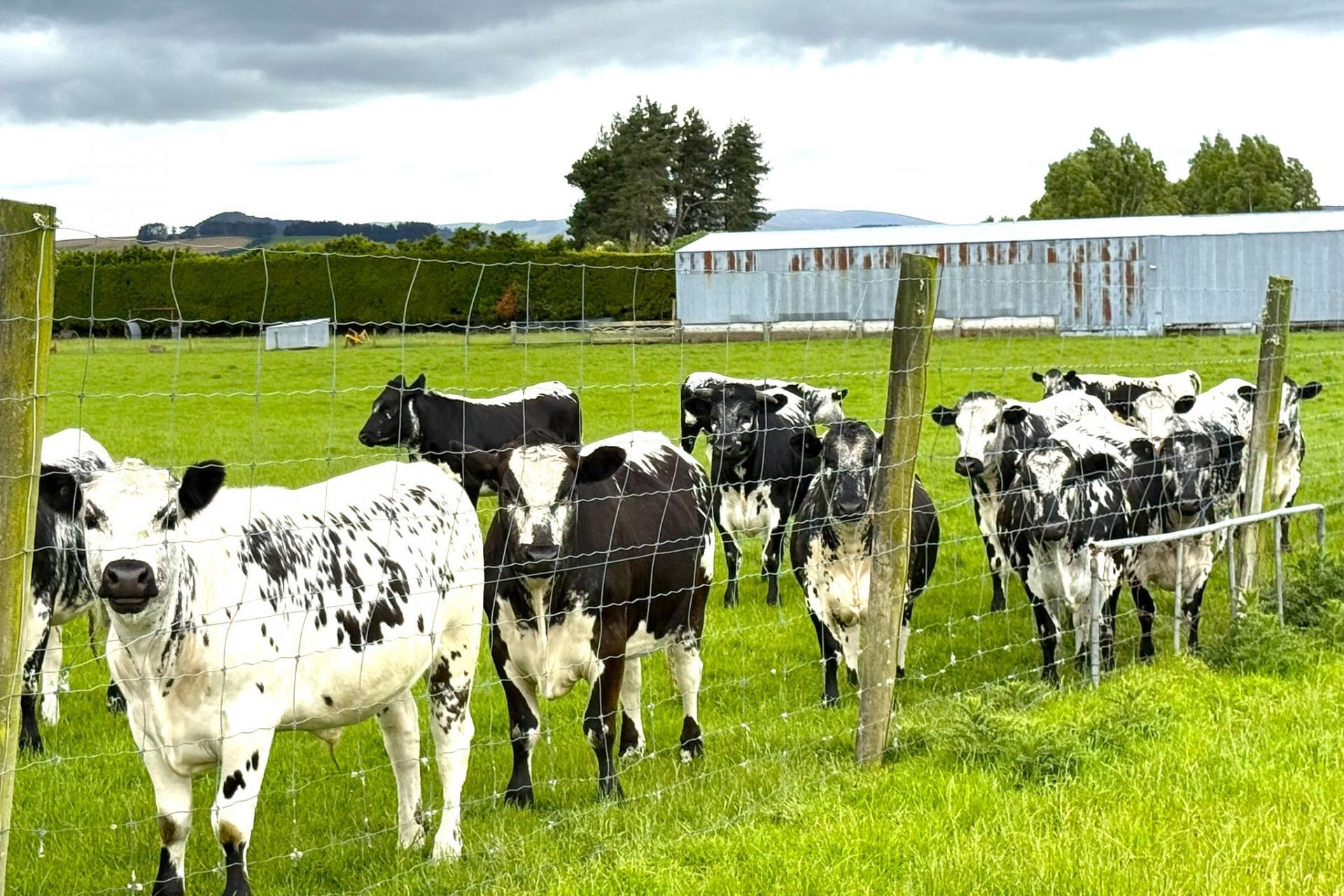 389 Mckenzie Road, Browns