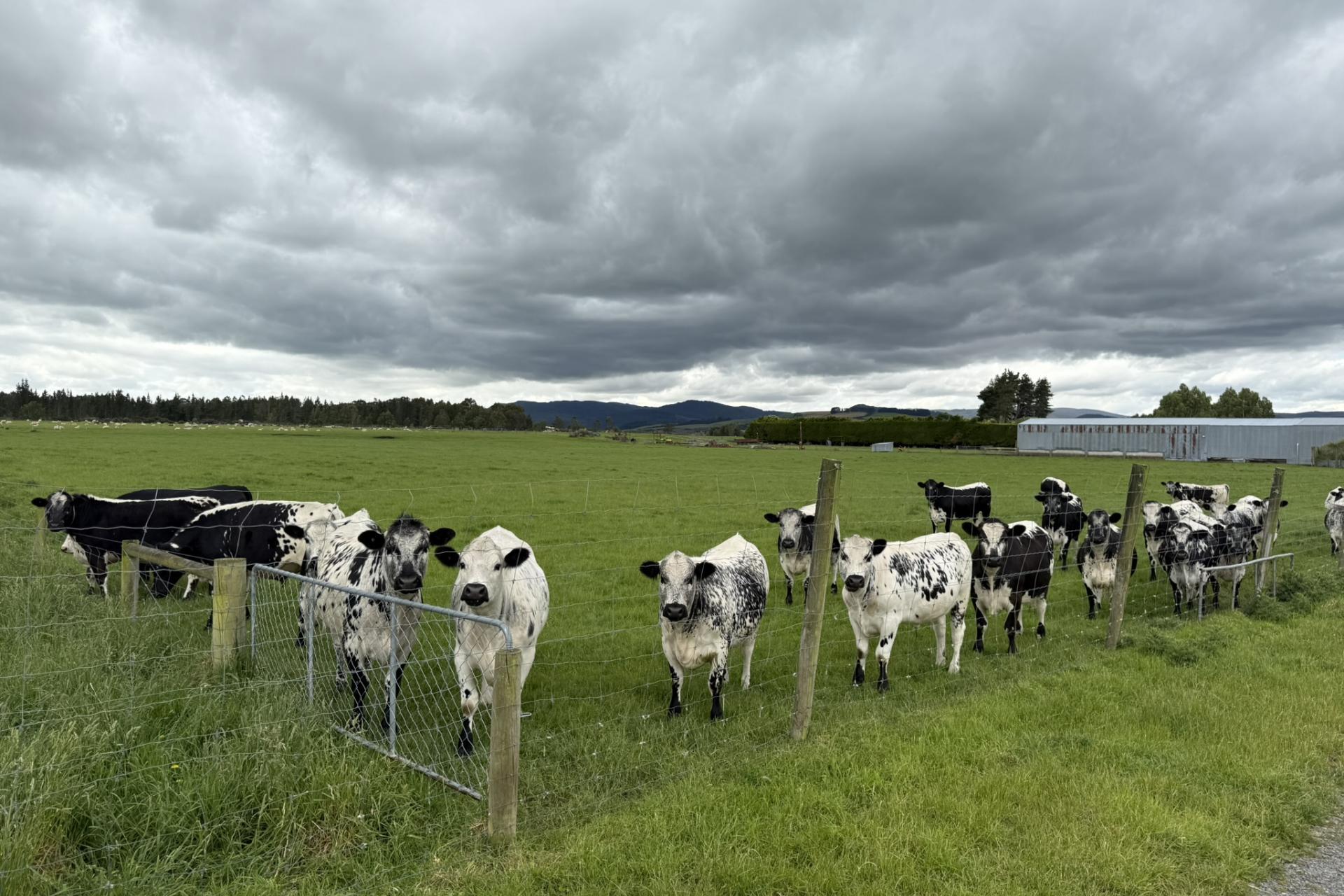 389 Mckenzie Road, Browns