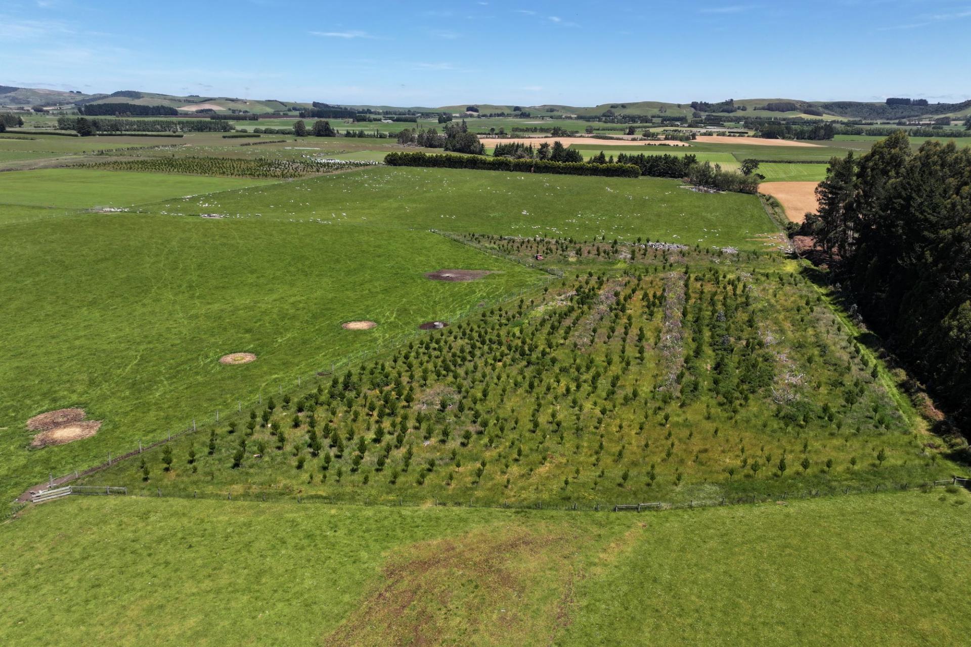 389 Mckenzie Road, Browns