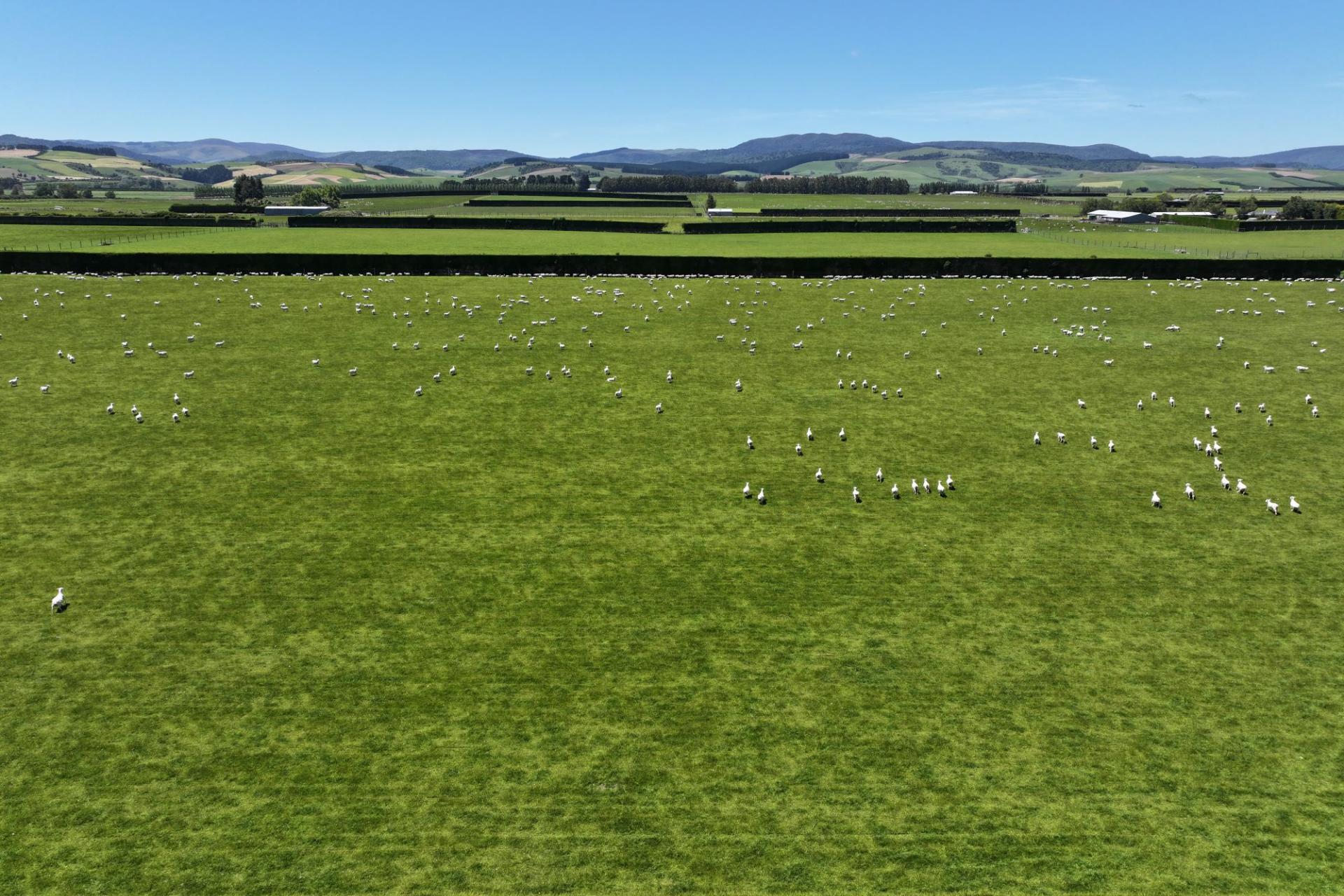 389 Mckenzie Road, Browns