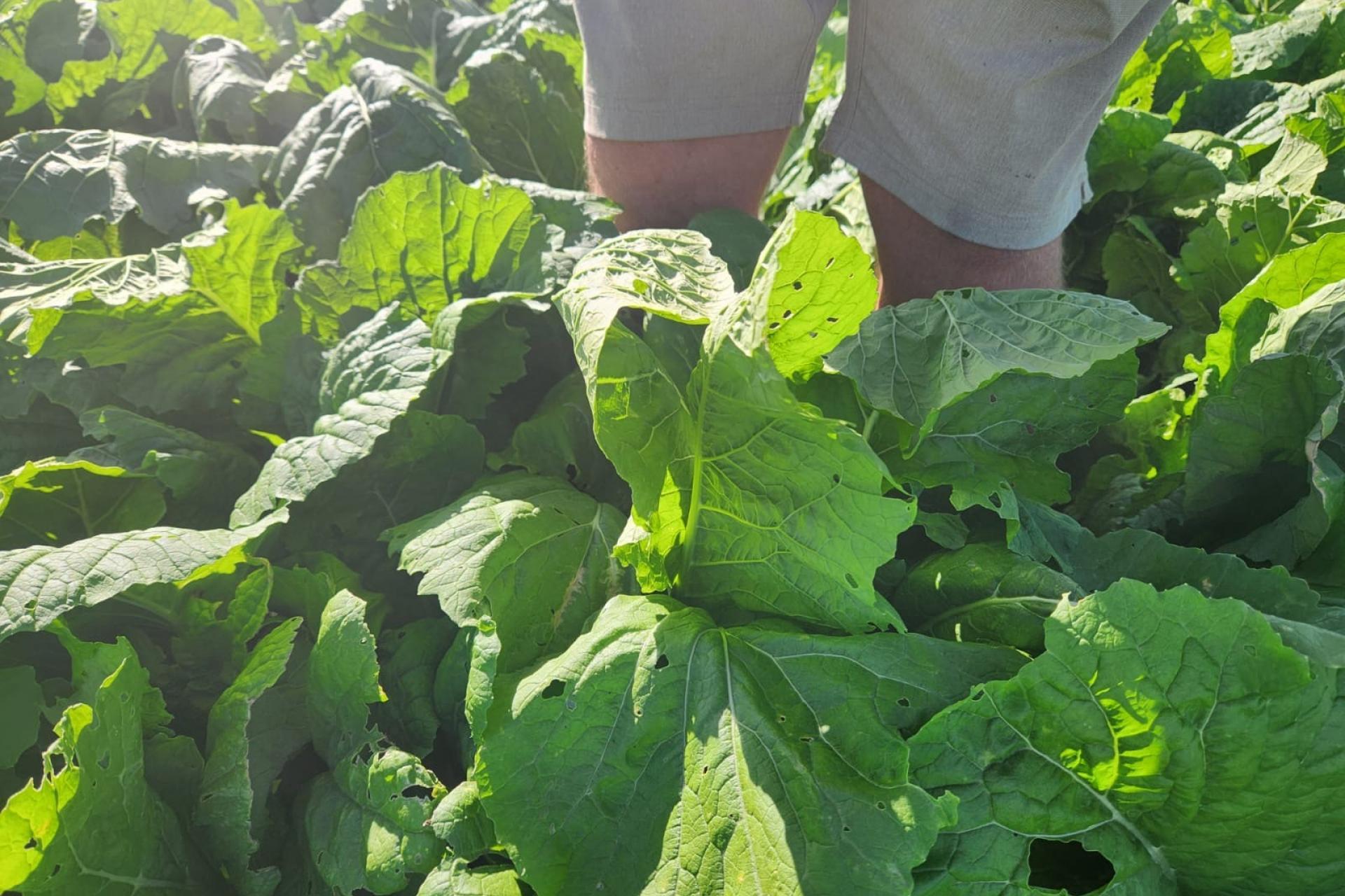 899 Te Akau Road, Te Akau