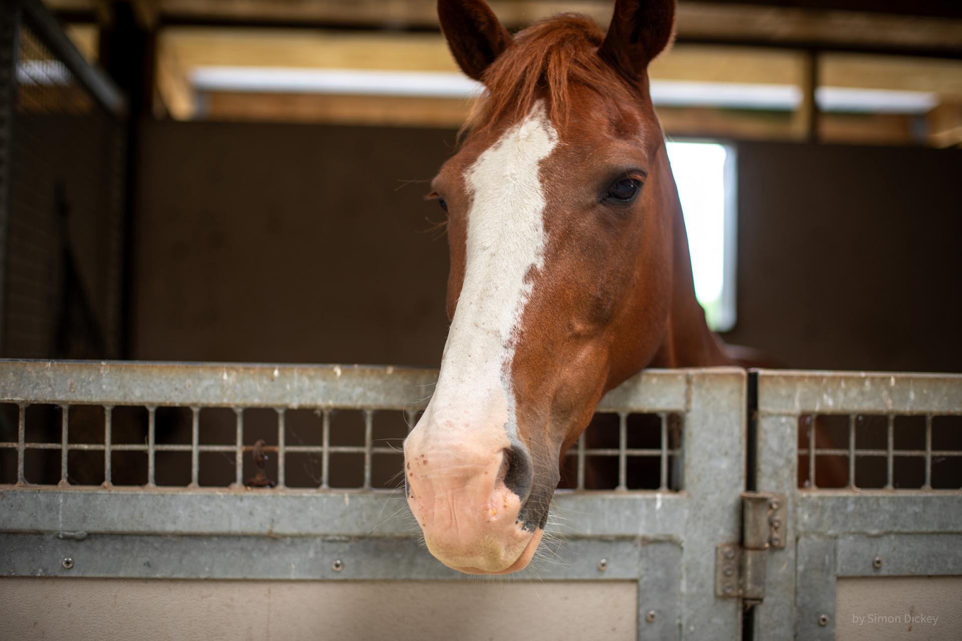 626B Ngaruawahia Road, Te Kowhai